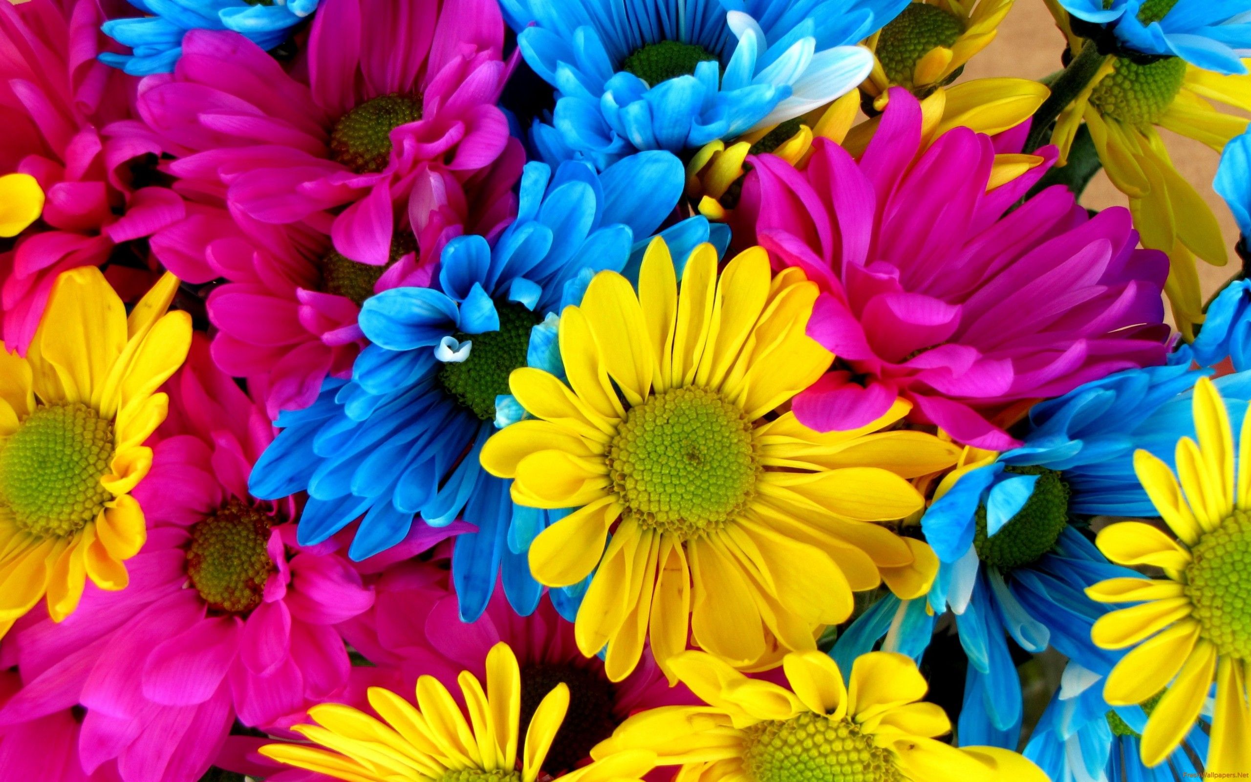 Free download Multicolored Daisy Bouquet wallpaper
