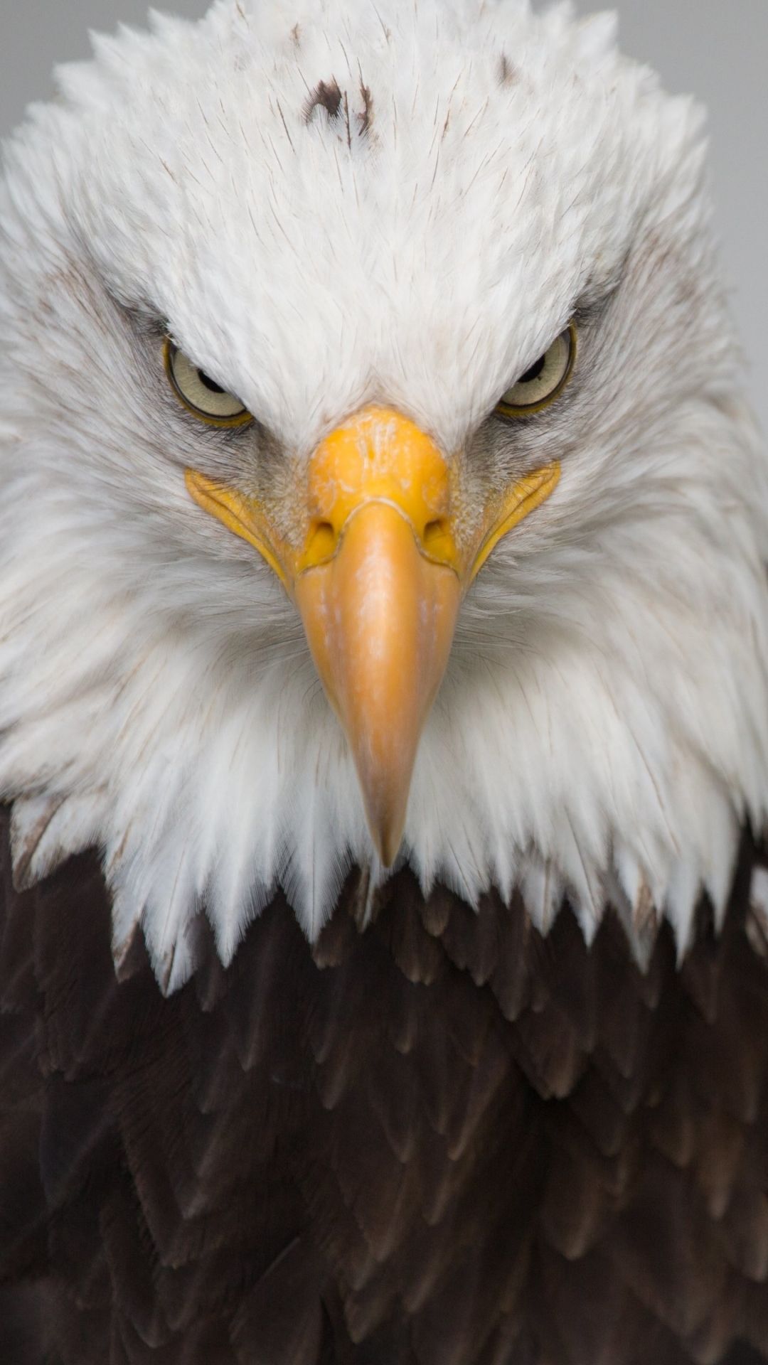 Animal / Bald Eagle (1080x1920) Mobile Wallpaper. Bald eagle