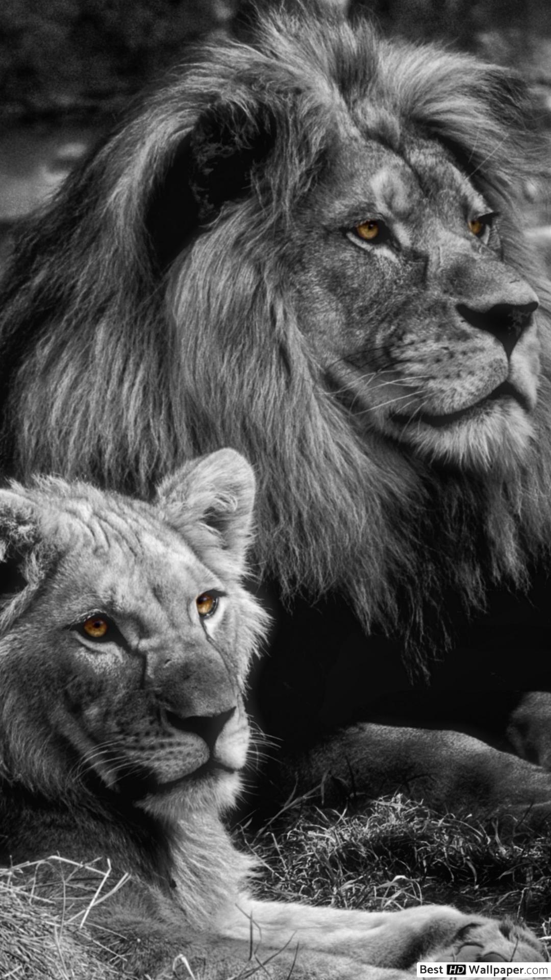 Male and Female Lion HD wallpaper download