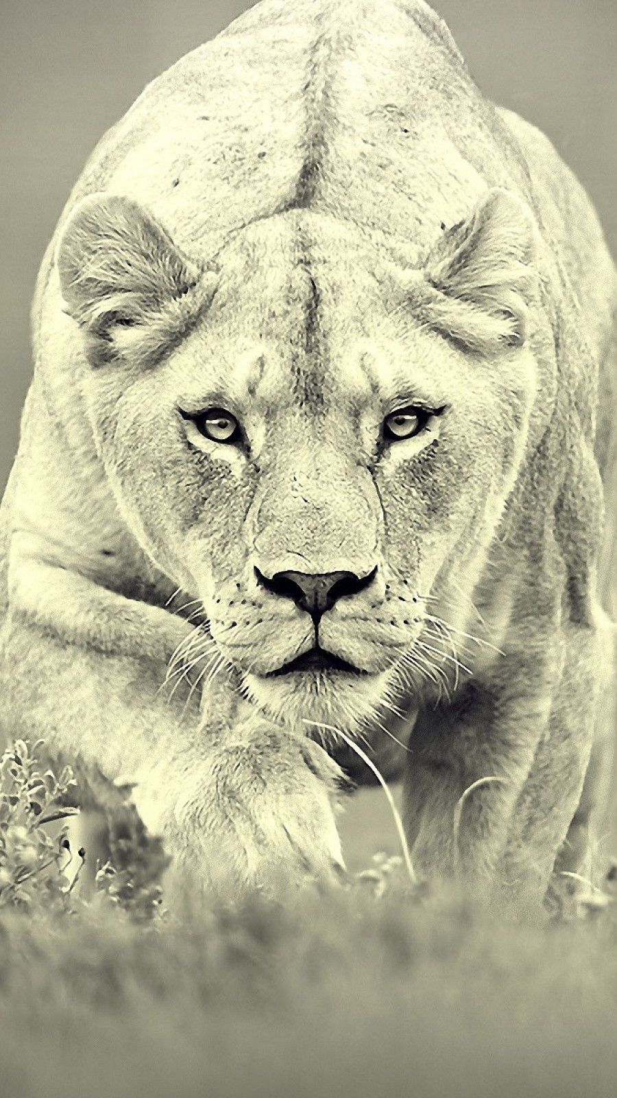 Female Lion iPhone Wallpaper. Female lion, Animals