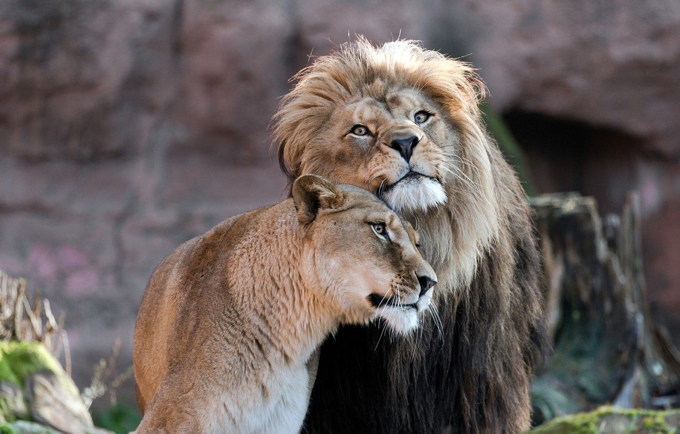 Wallpaper look, love, Leo, pair, weasel, lions, a couple, lioness