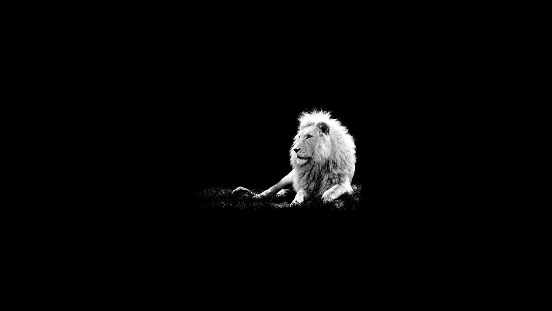 White Lion Desktop Background