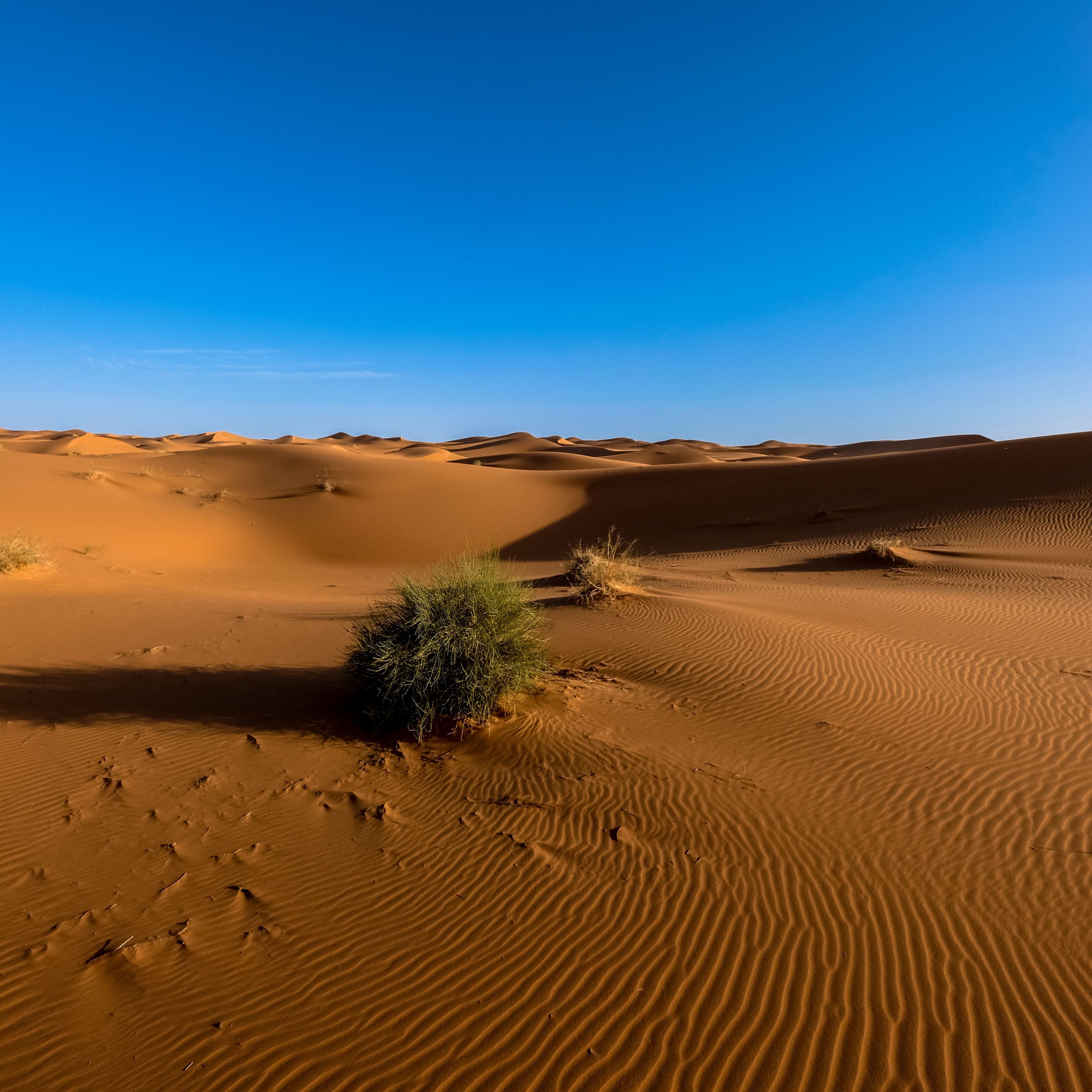 Download wallpaper 2780x2780 sahara, desert, sand, sky ipad air