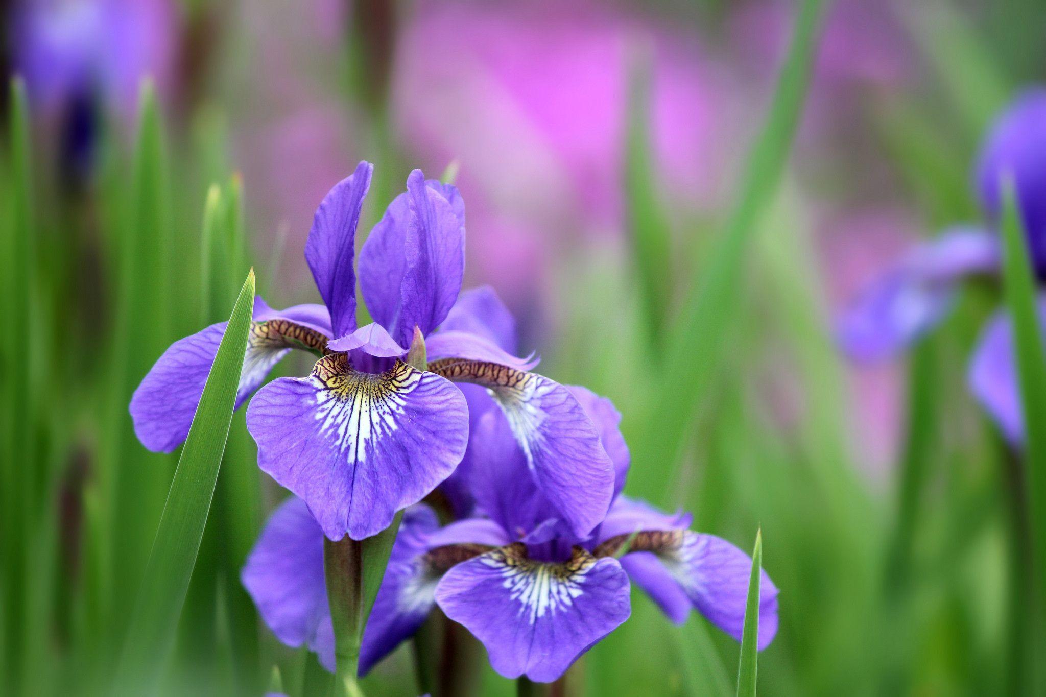 4K Iris flower Wallpaper