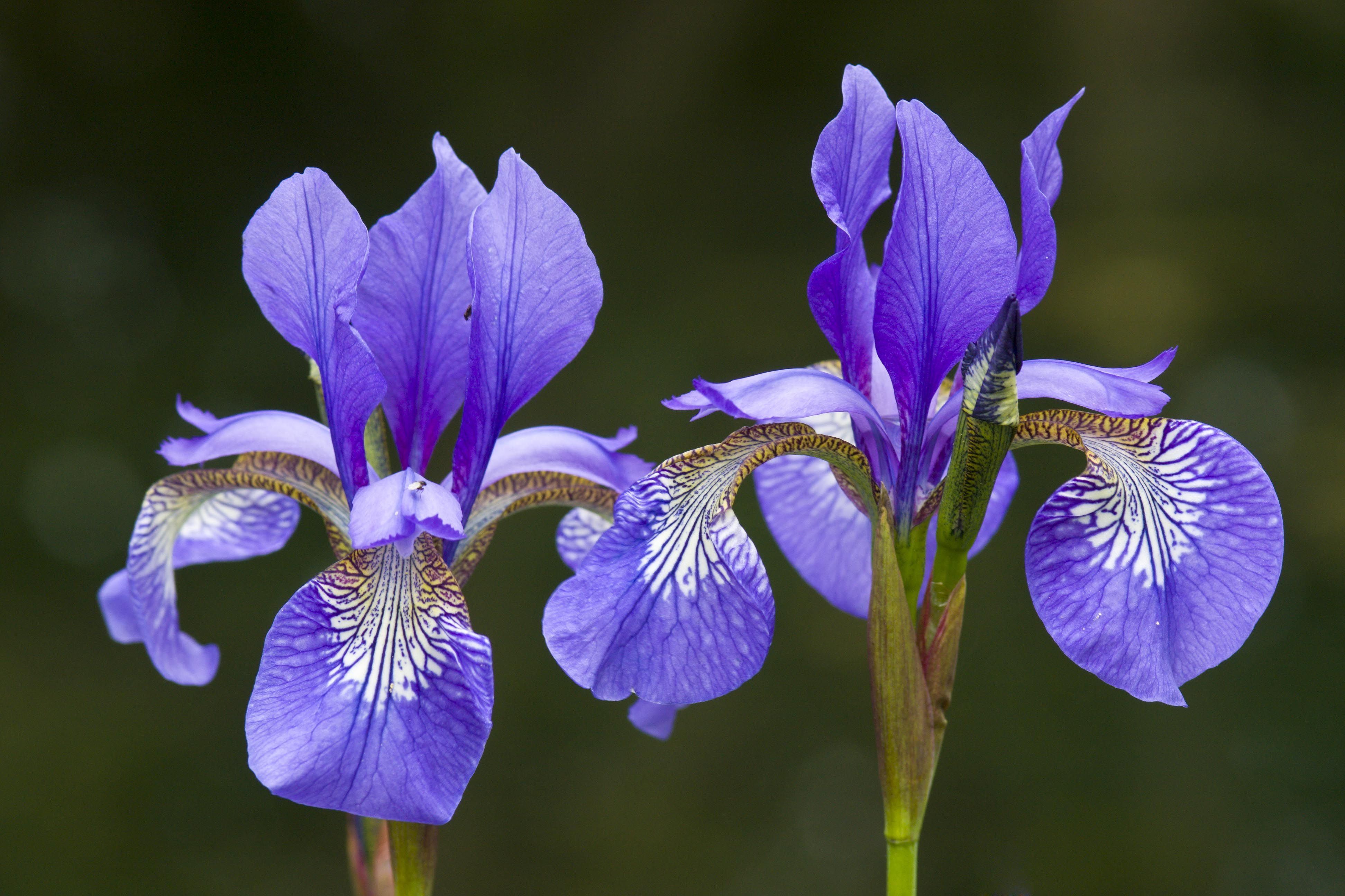 Purple Iris Flower HD Wallpaper - Live Wallpaper HD