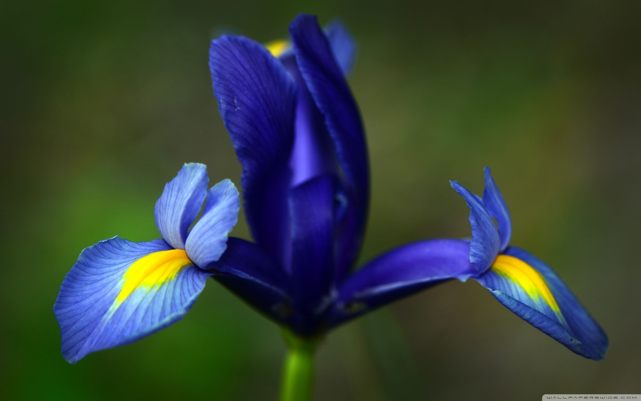 Blue Iris Flower Ultra HD Desktop Background Wallpaper for 4K UHD