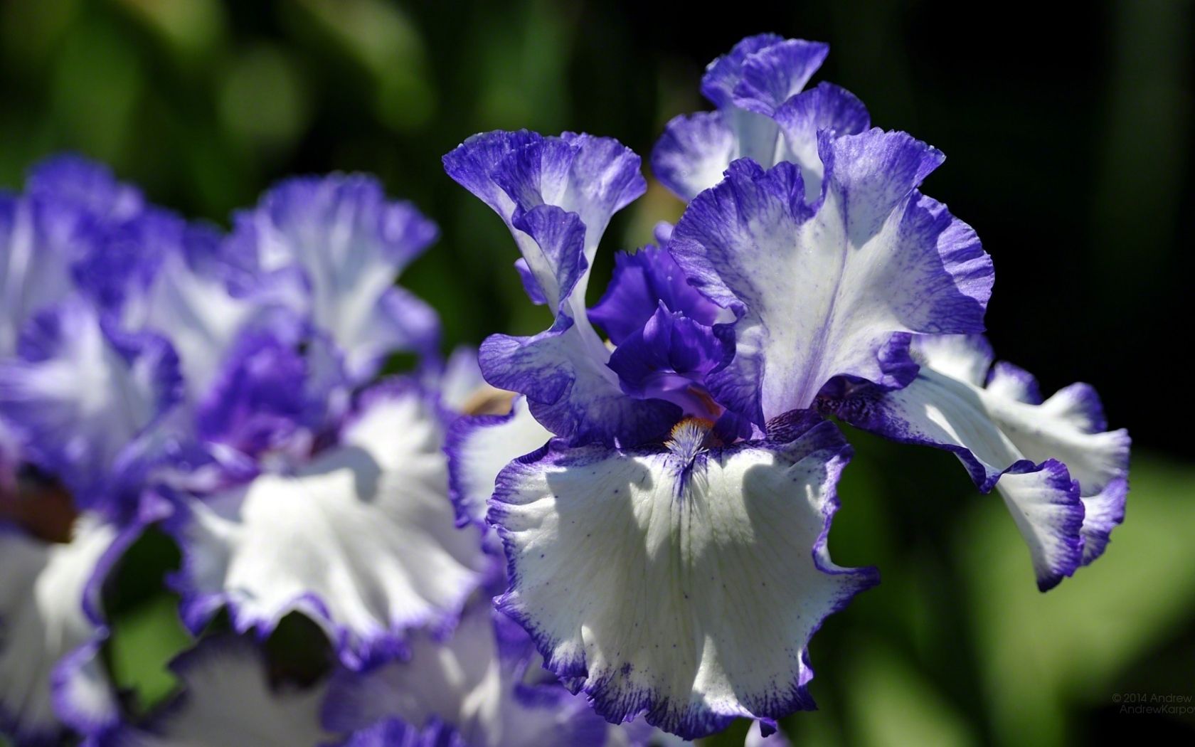 Free download 1920 x 1080 Beautiful irises flowers wallpaper