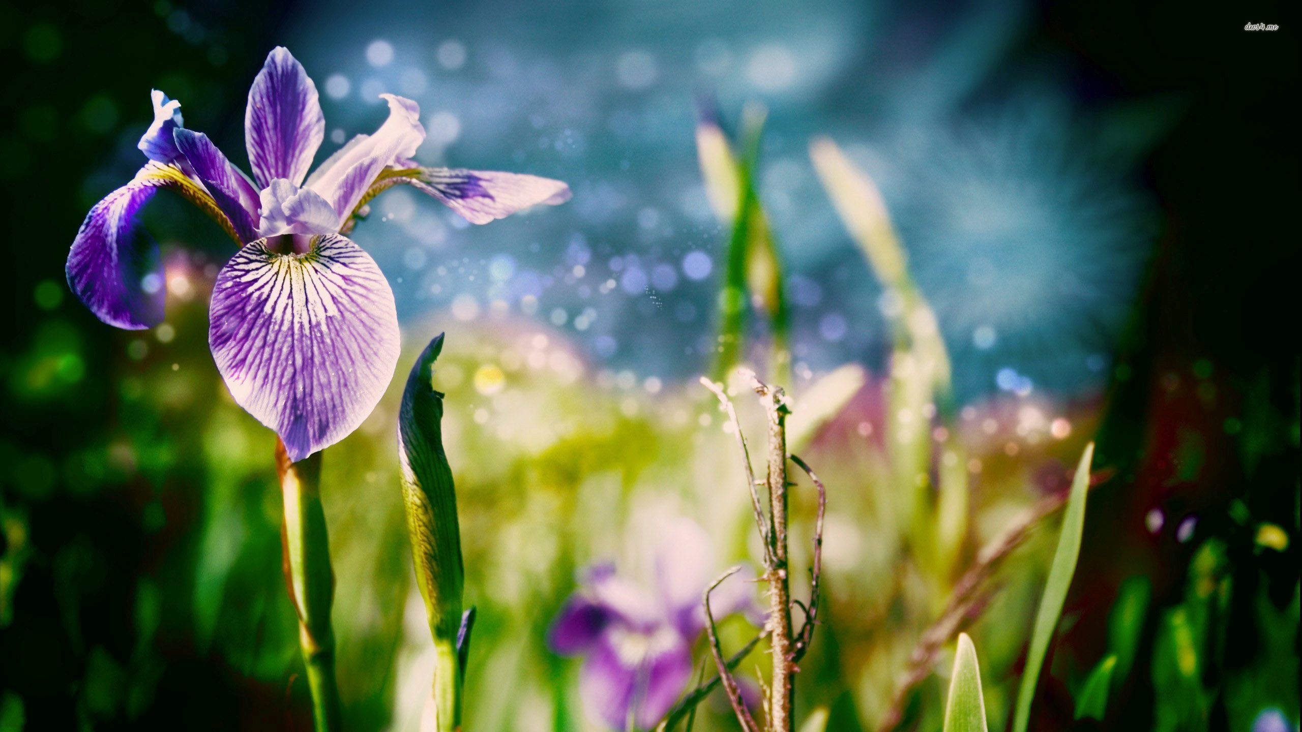 Irises Background. Van Gogh Irises