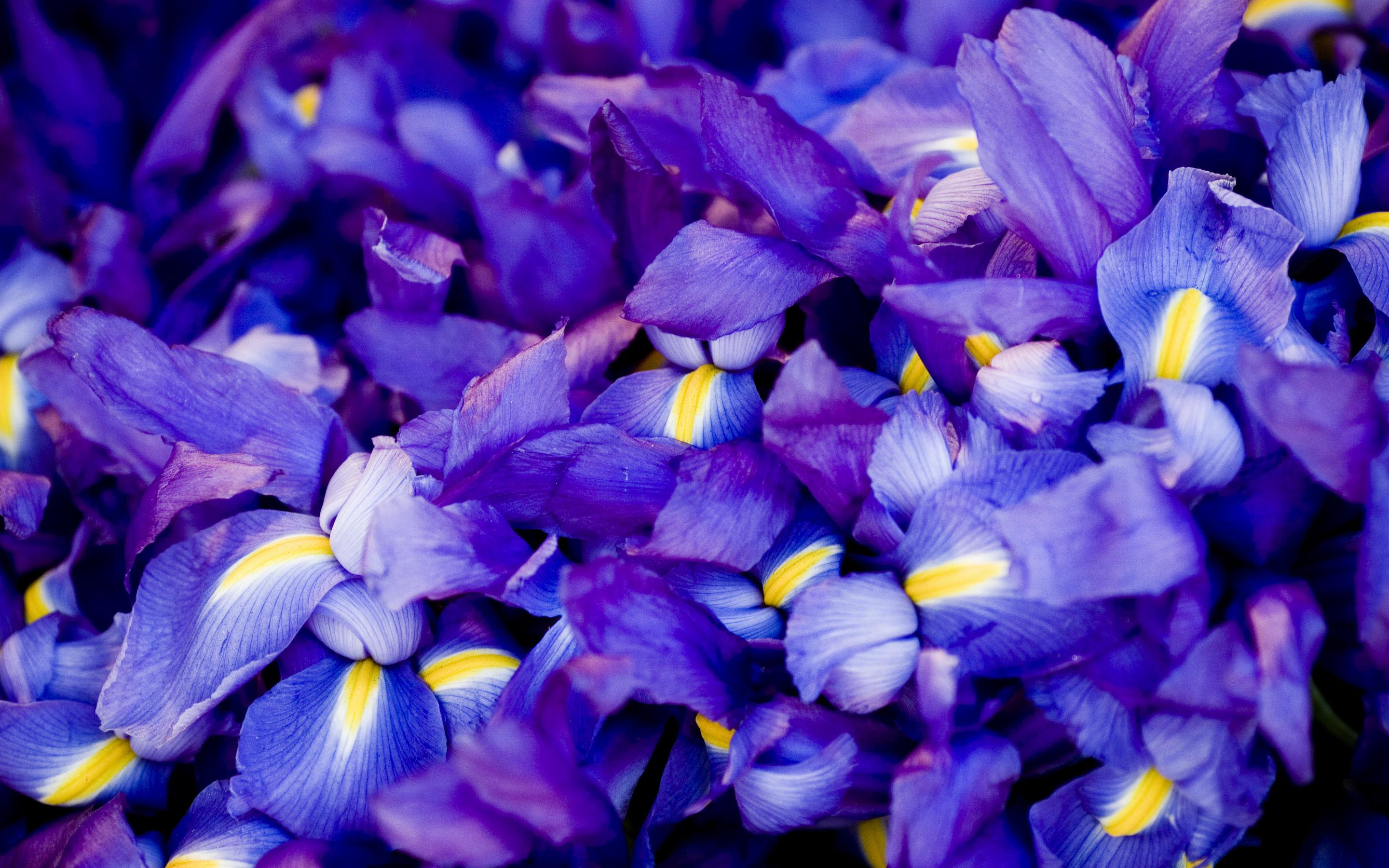Irises Wallpaper
