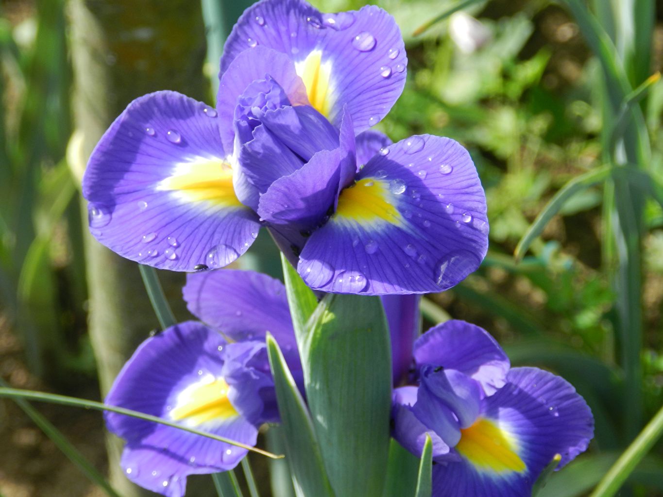 Desktop Wallpaper flower Irises Closeup