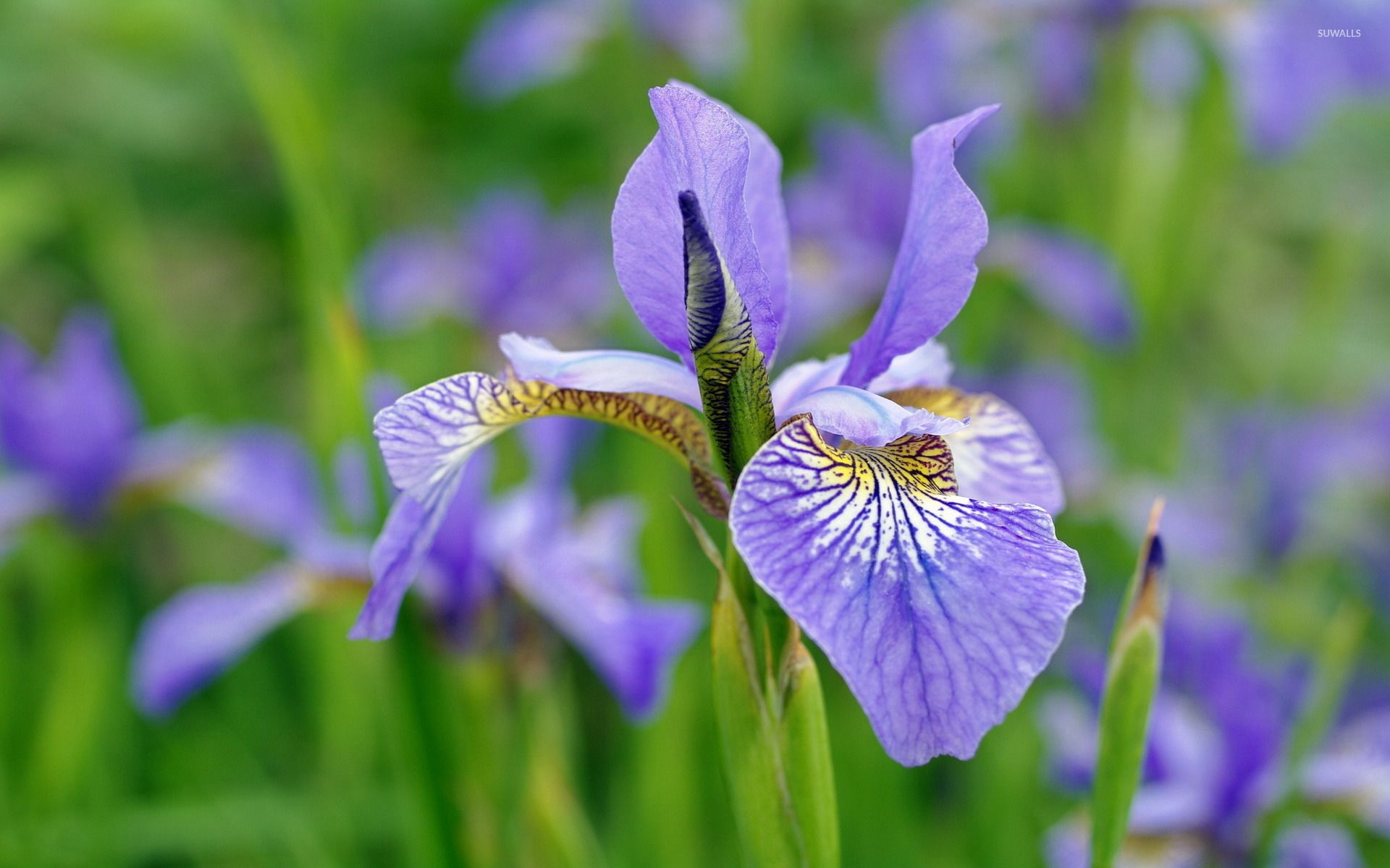 Purple iris wallpaper wallpaper