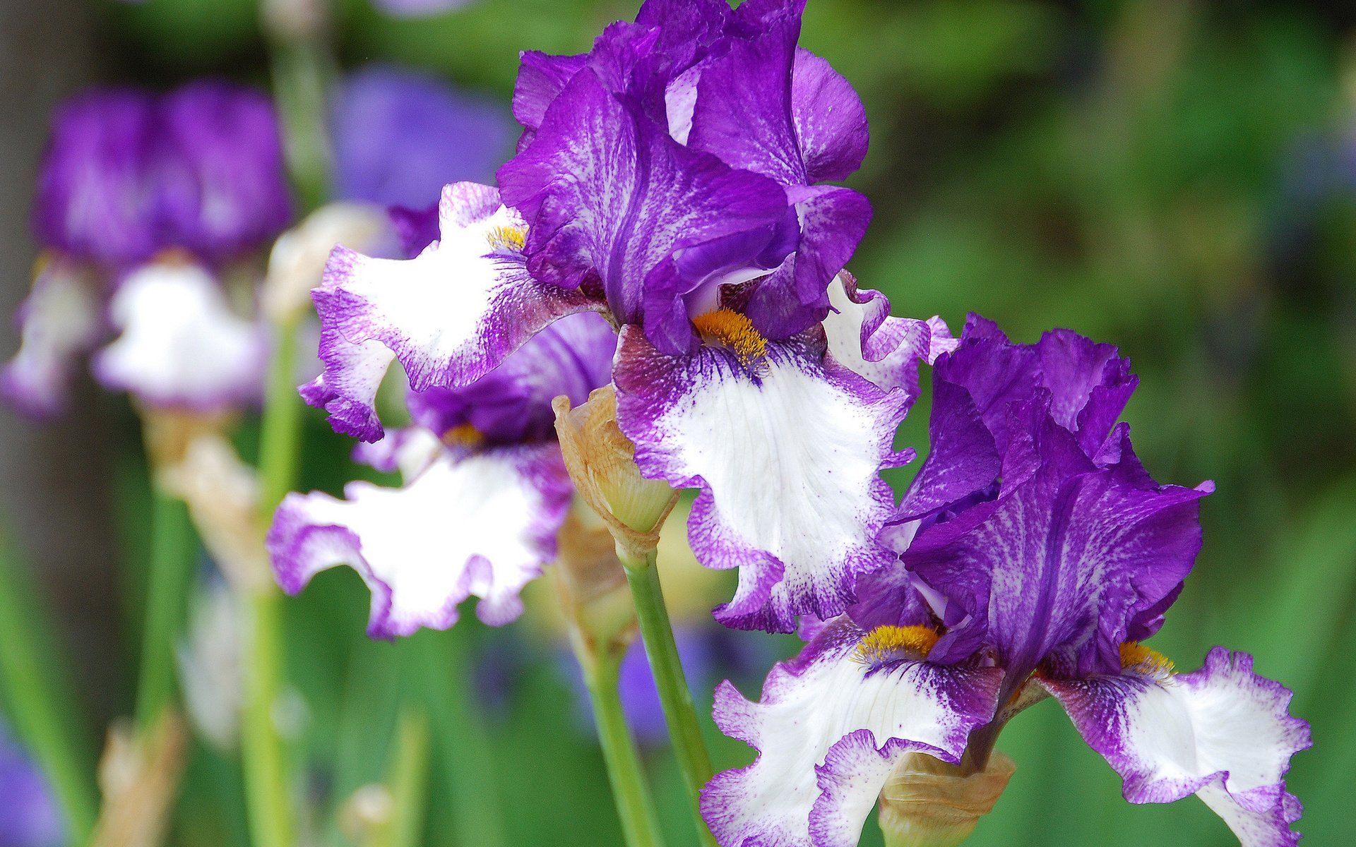 Irises Wallpapers - Wallpaper Cave