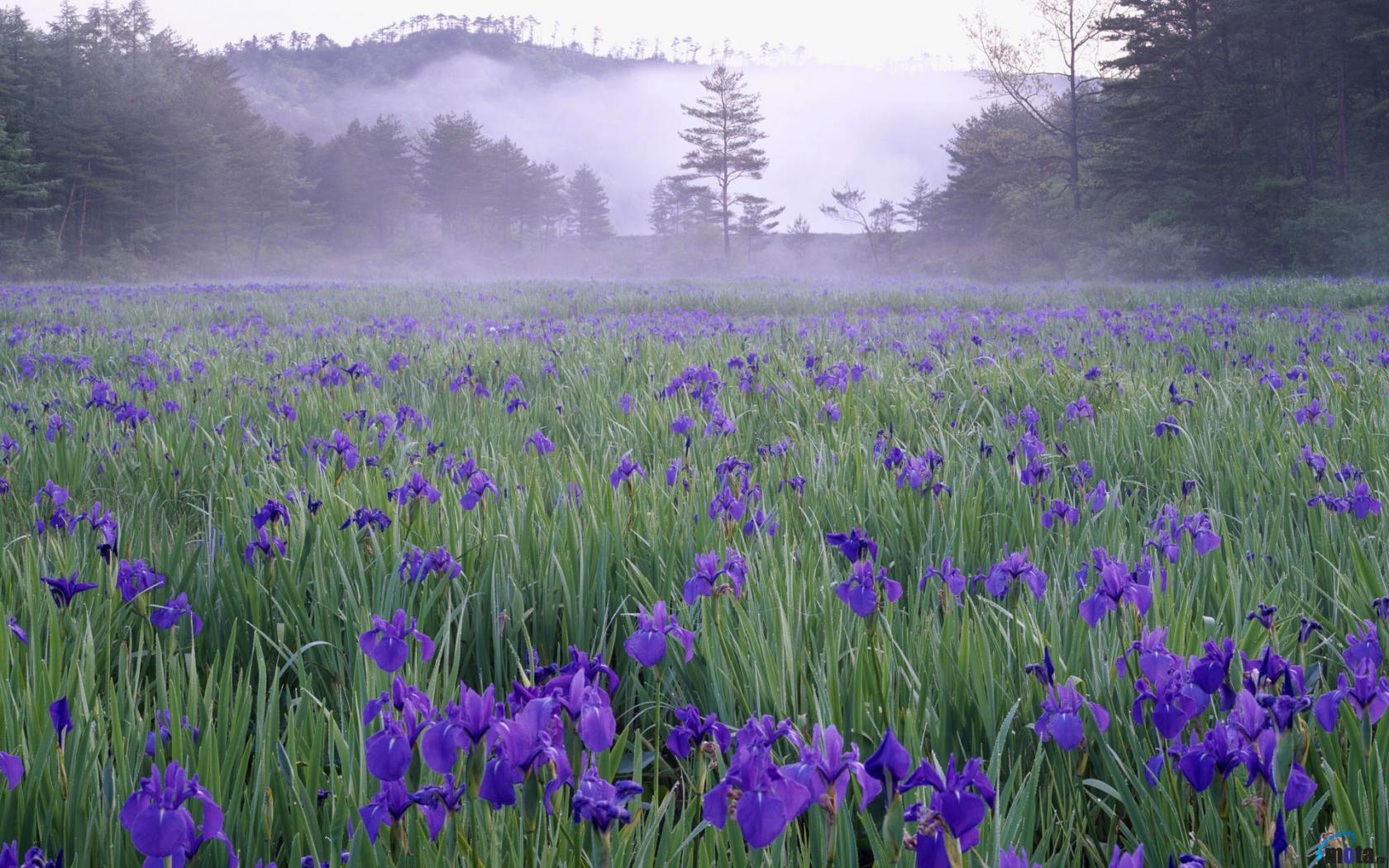 Meadow of irises Wallpaper
