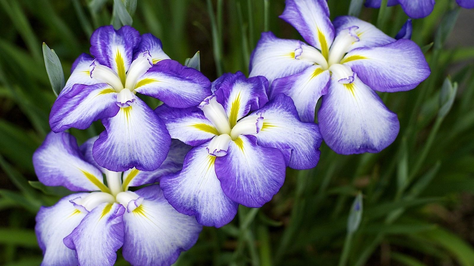 Download Wallpaper 1600x900 Irises, Flowers, Two Color, Flowerbed