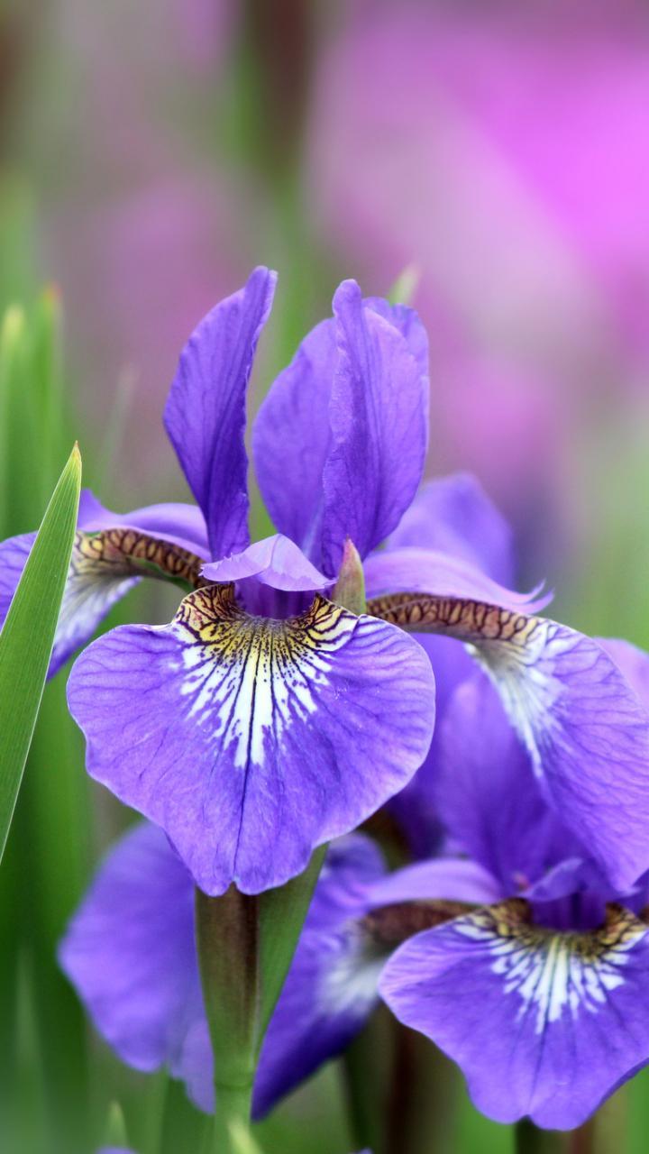 Iris Wallpaper for Android