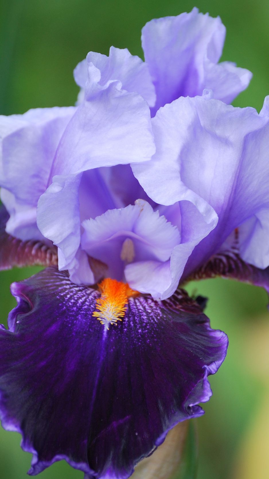Download Wallpaper 938x1668 Iris, Flower, Petals, Close Up Iphone