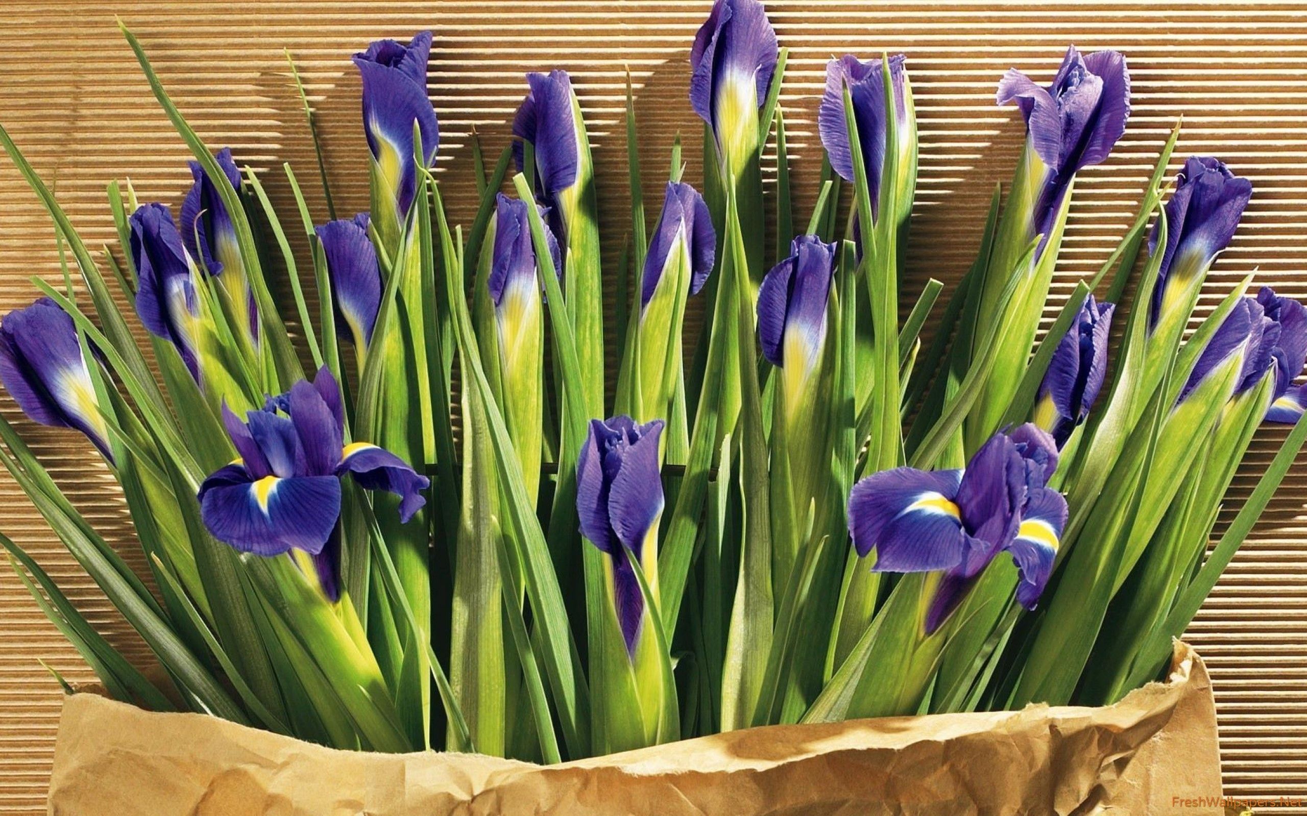Irises wallpaper