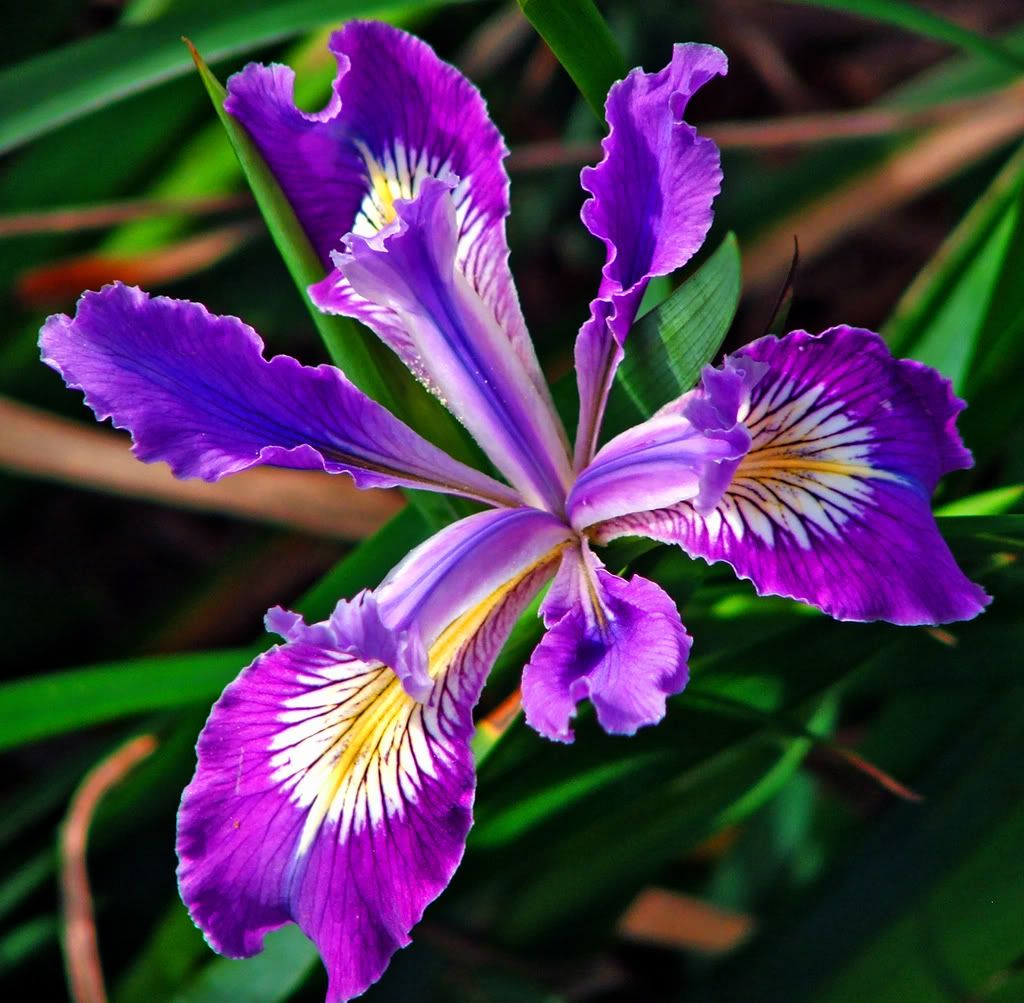 Free download HD Wallpaper Iris Flower 1600 X 1200 175 Kb Jpeg HD