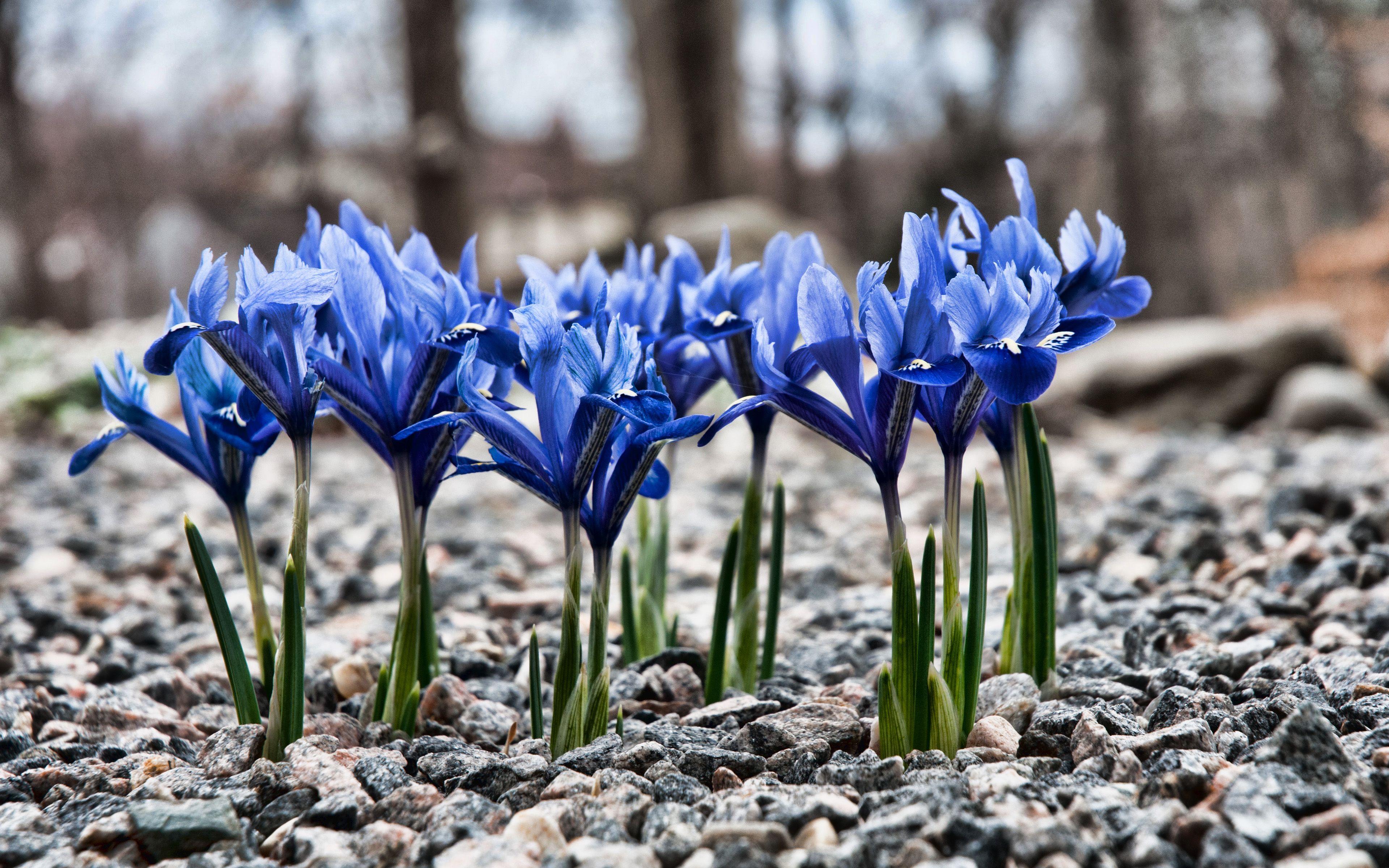 Download wallpaper Irises, 4k, blue flowers, spring, bokeh