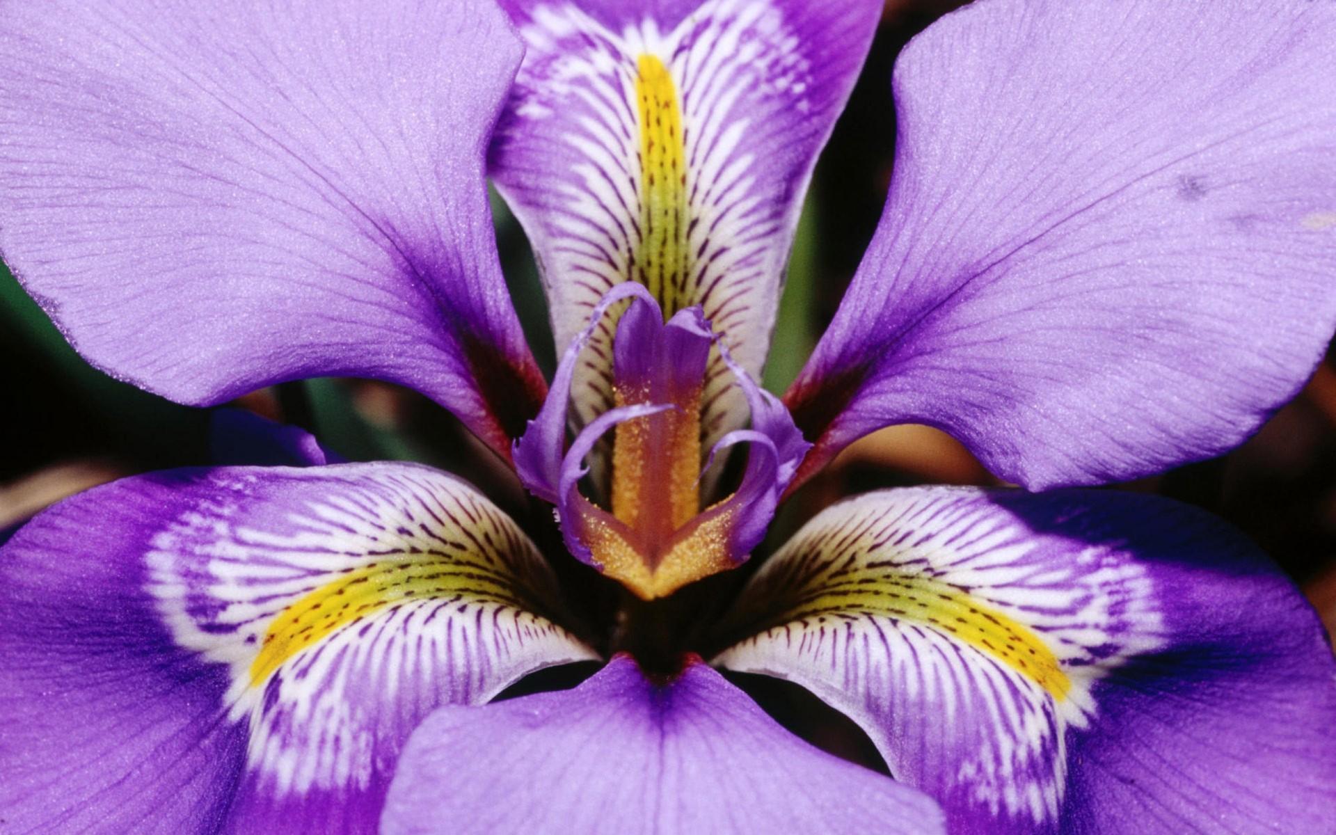 Purple iris on March 8 wallpaper and image