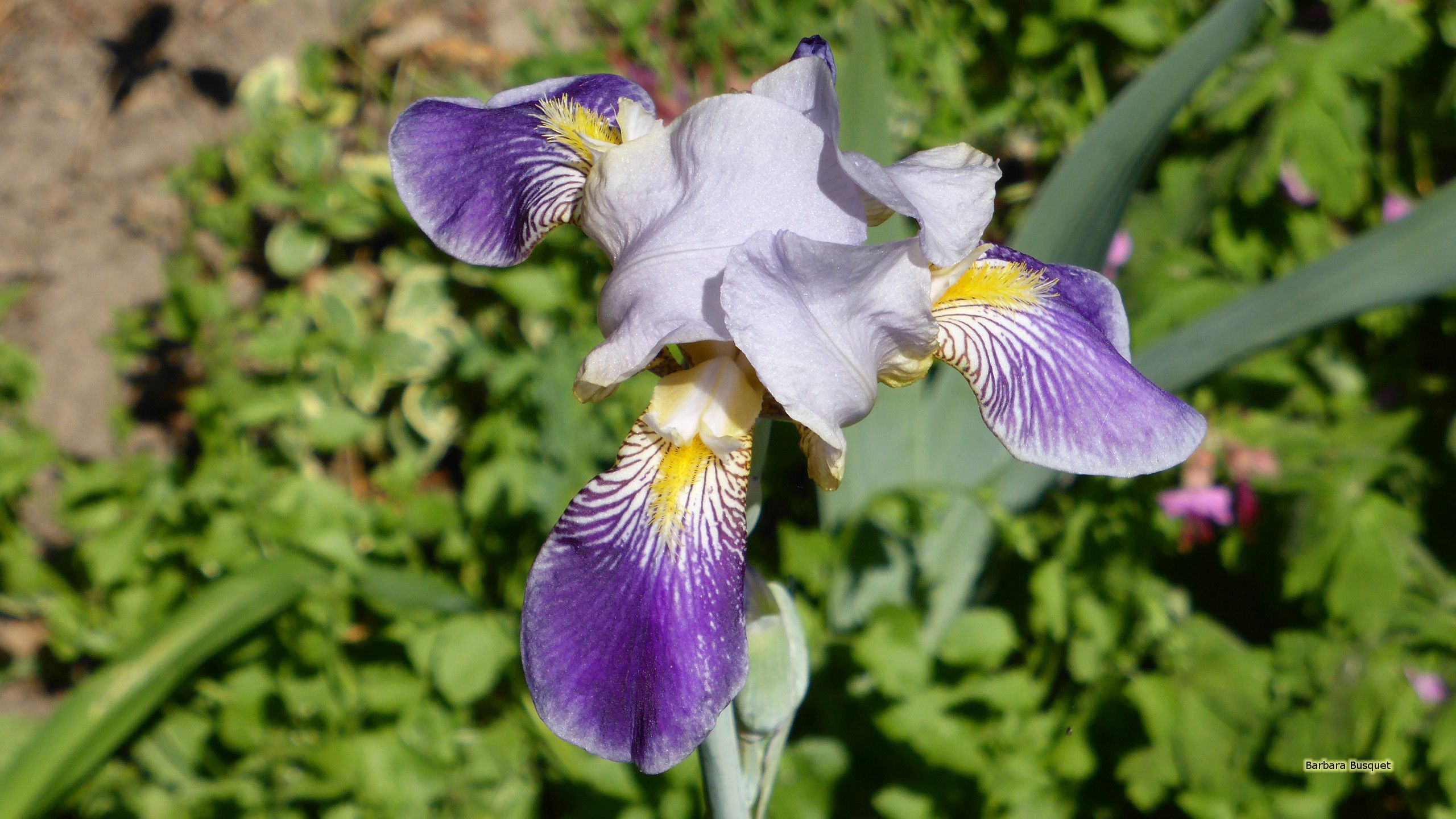 Iris germanica wallpaper's HD Wallpaper