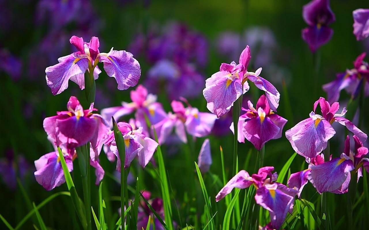 Iris Flower Wallpaper for Android