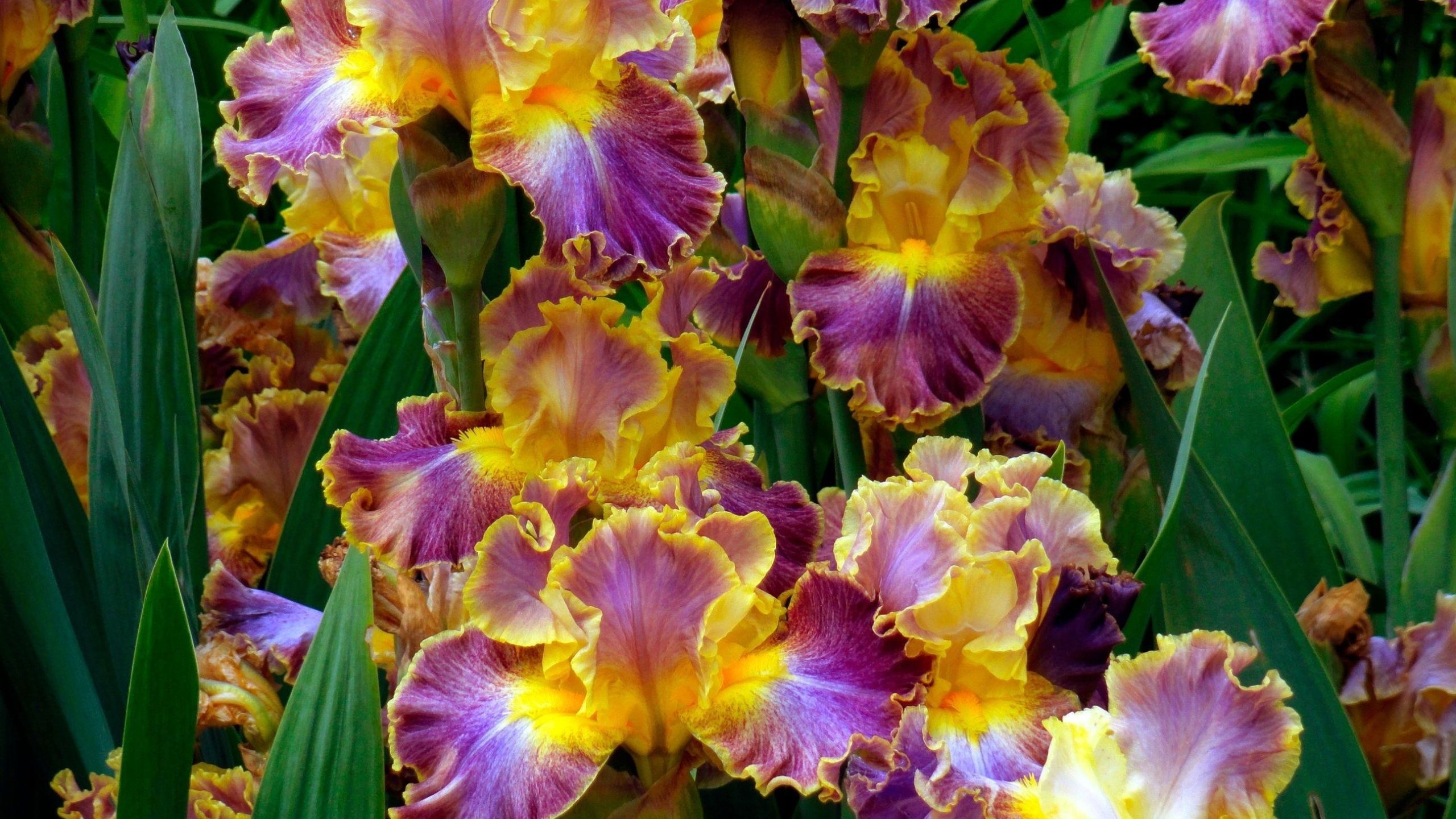 irises, flowers, herbs 1440P Resolution Wallpaper, HD
