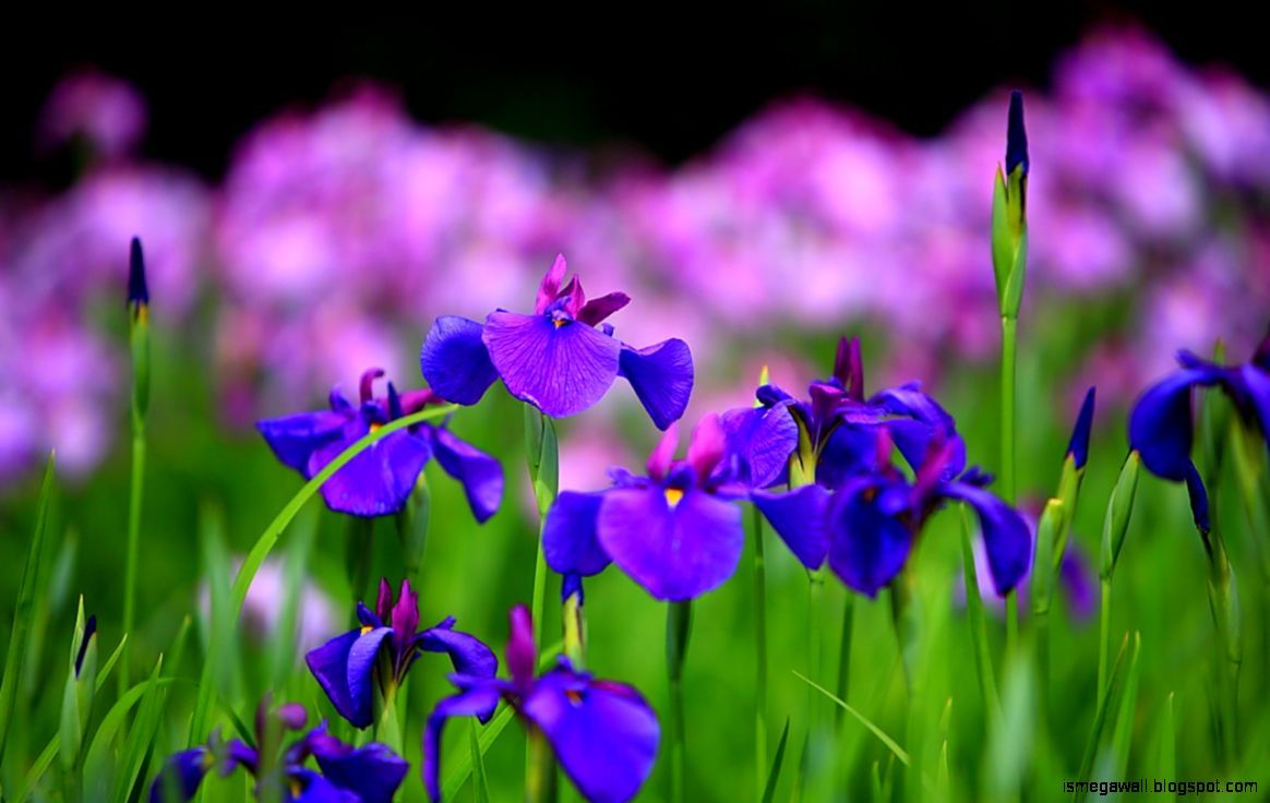 Iris Flower Wallpaper Desktop