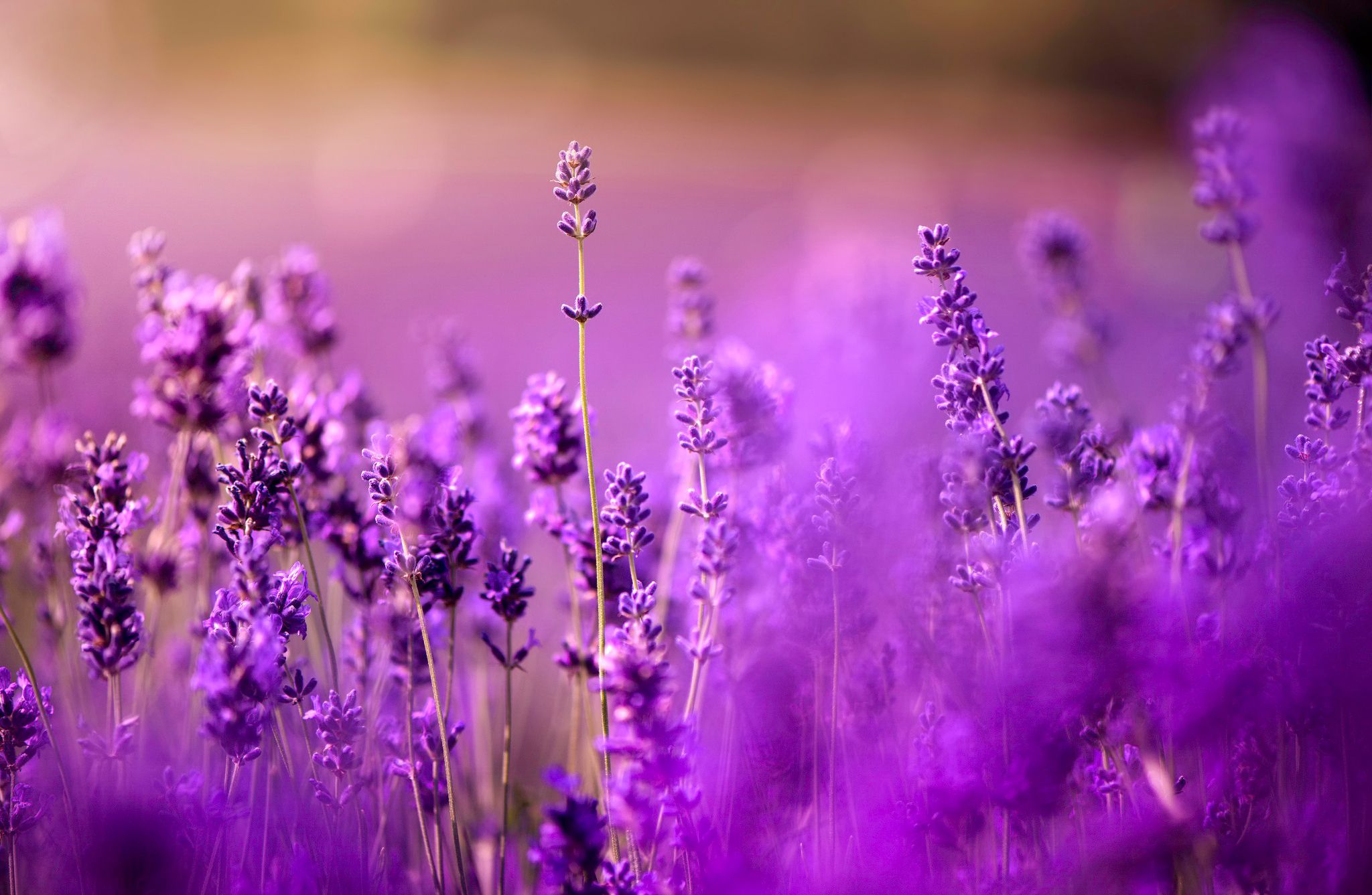 Romantic Purple Lavender Field Macro Photography. Lavender