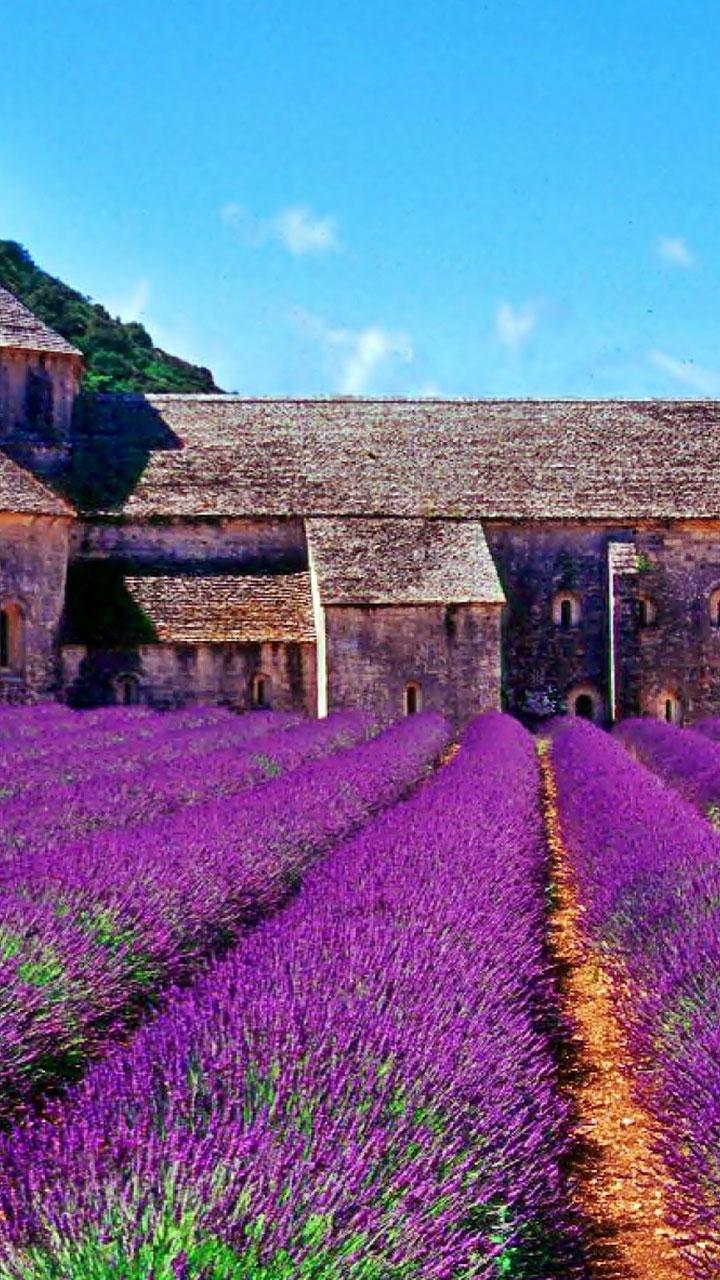 Romantic Lavender Wallpaper for Android