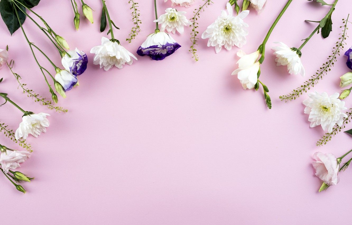 Wallpaper flowers, white, white, pink background, chrysanthemum