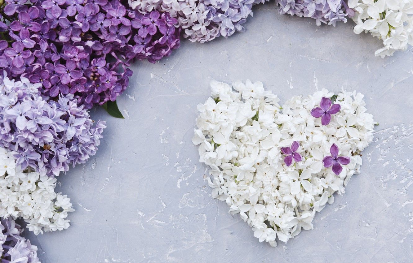 Wallpaper flowers, heart, love, white, heart, flowers, lilac