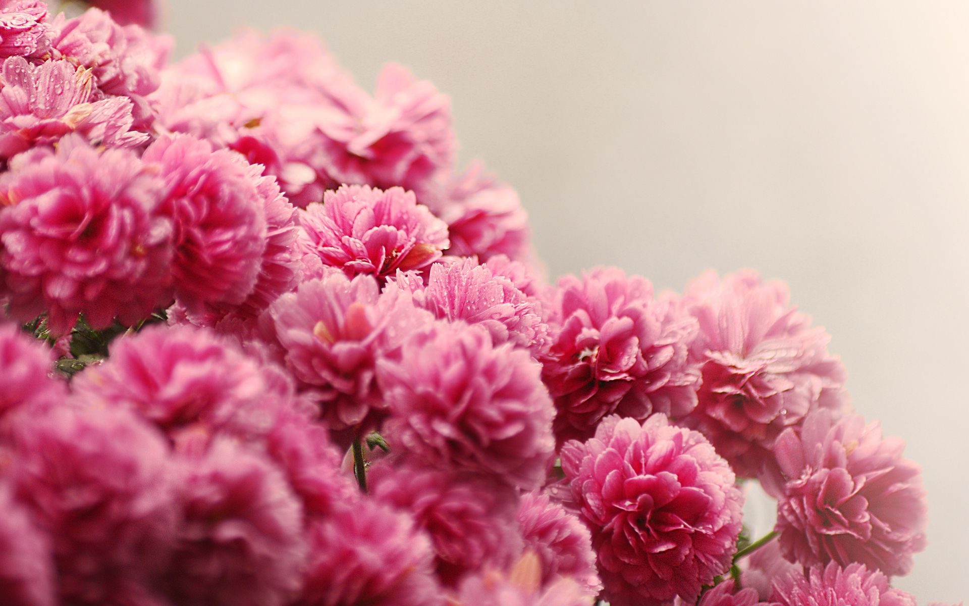 Free download flowers focus rose pink drops HD wallpaper beauty