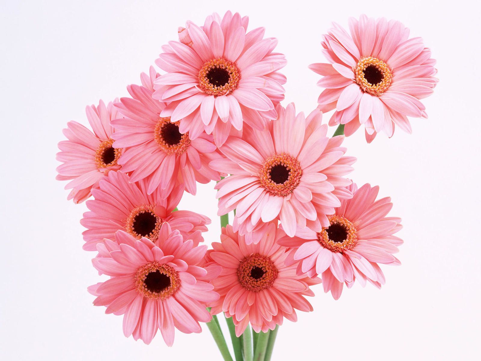 flowers for flower lovers.: Flowers wallpaper HD desktop