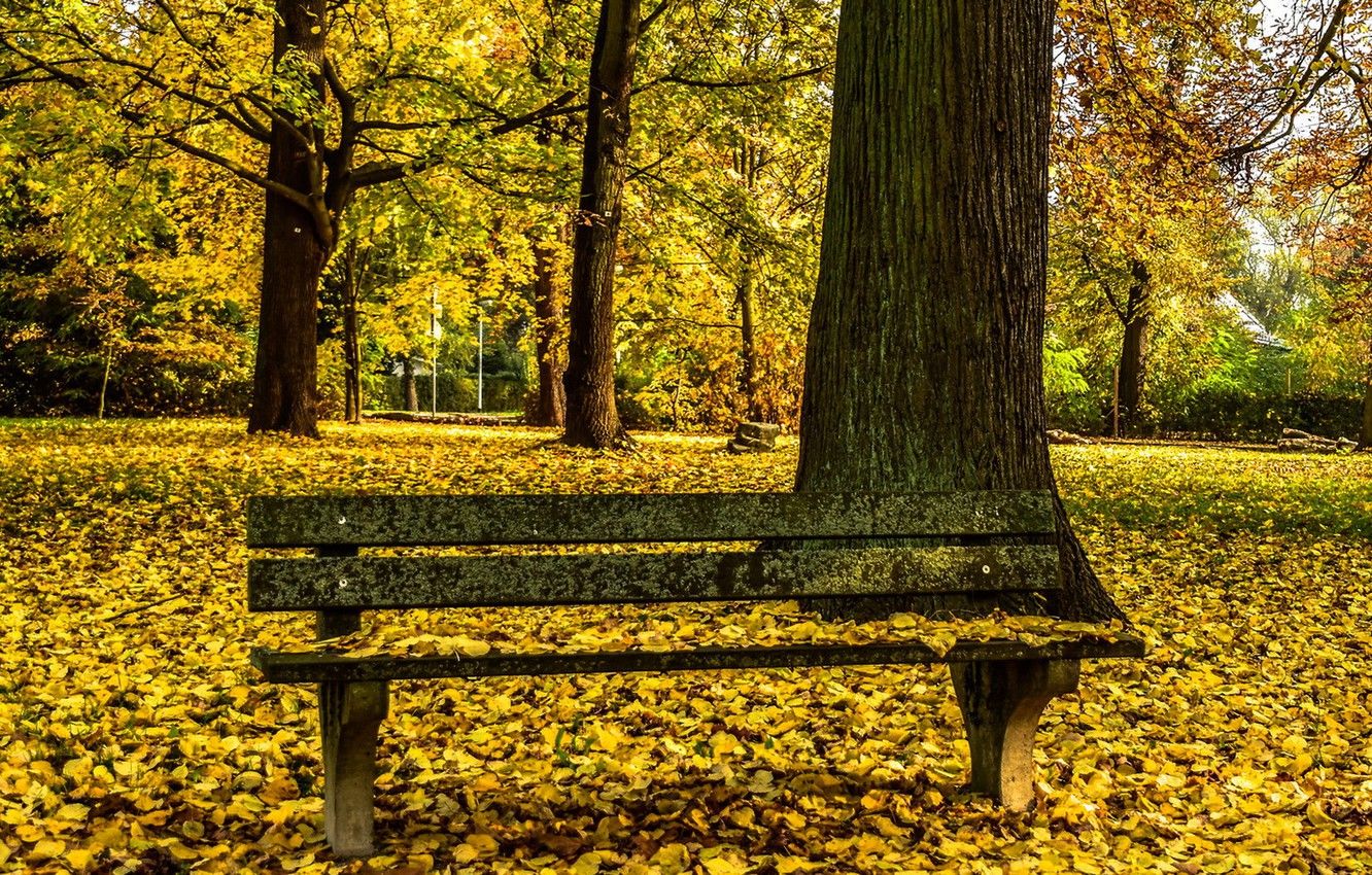 Wallpaper autumn, Park, bench image for desktop, section природа