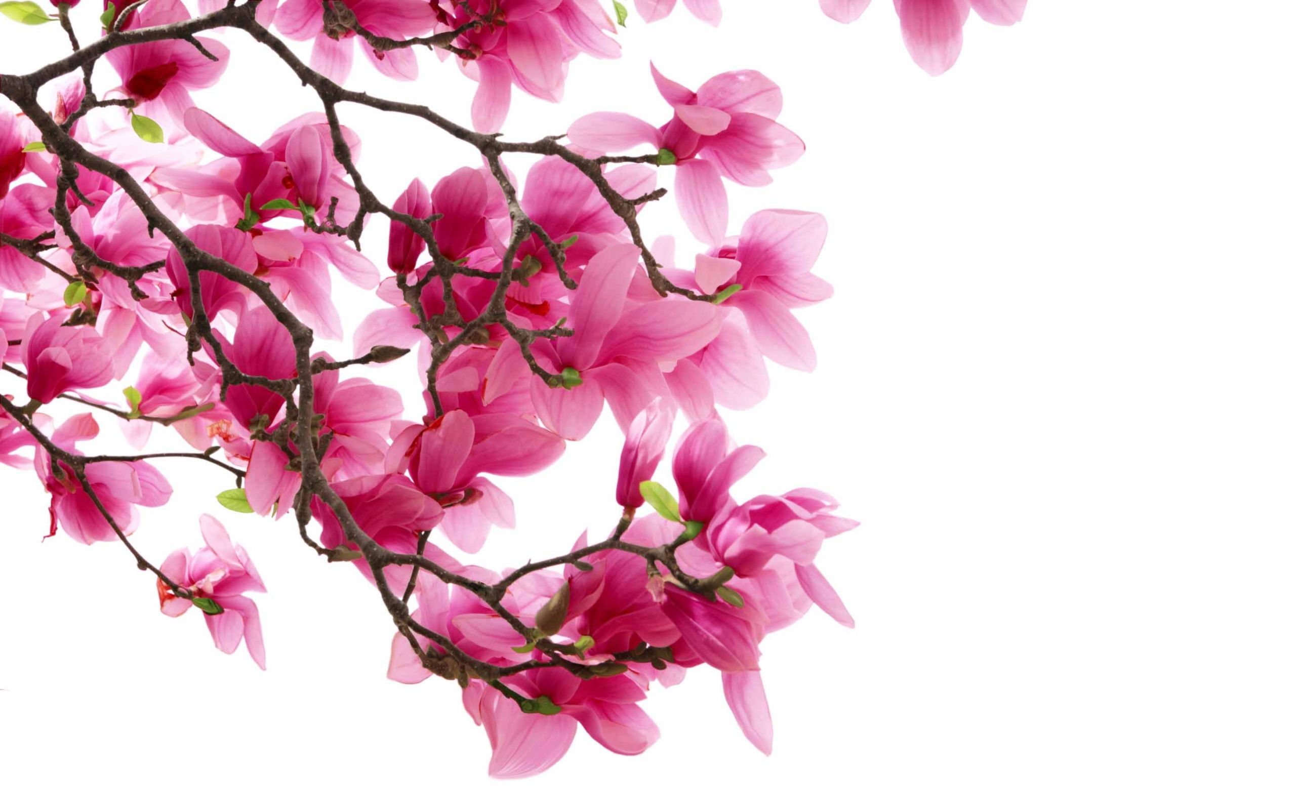 Pink Magnolia Flowers Mac Wallpaper Download