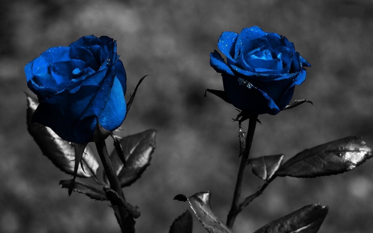 Download Blue Roses With Black Screen Wallpaper. Full HD Background