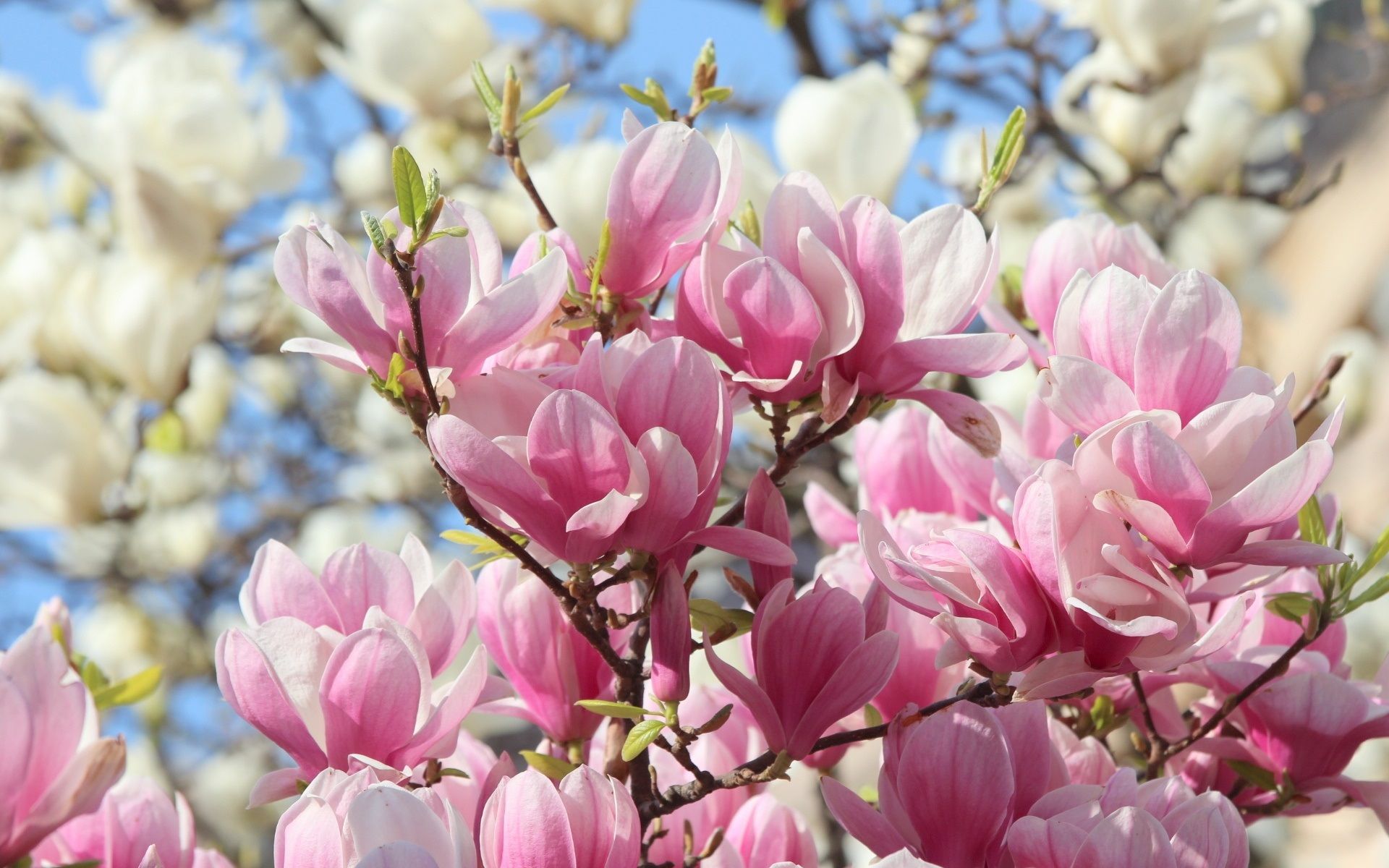 Pink Magnolia Wallpapers Wallpaper Cave
