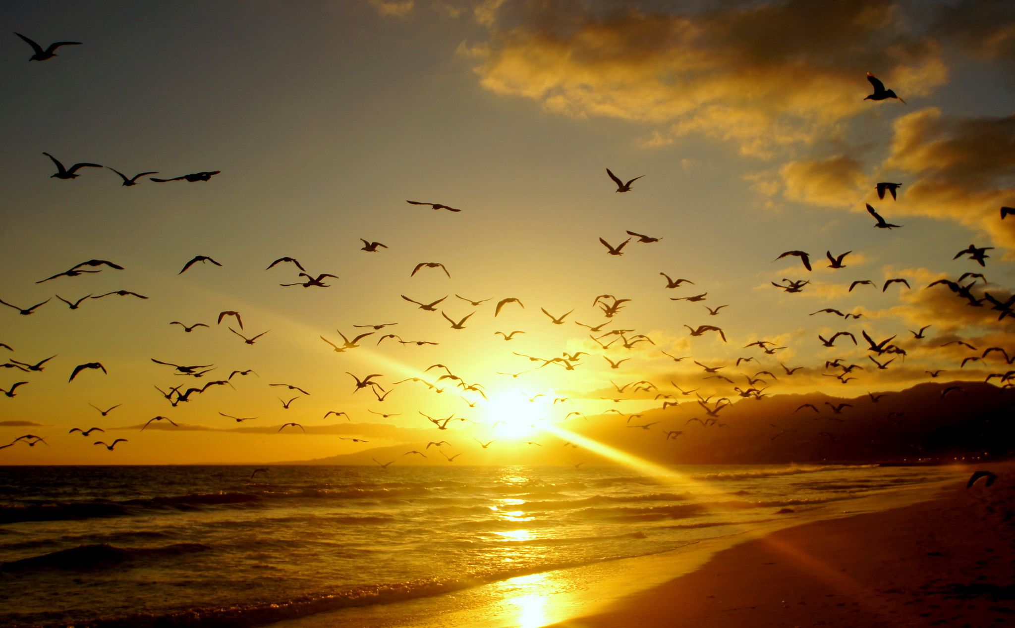 Sunrises sunsets Coast Birds USA Malibu California Rays sea ocean