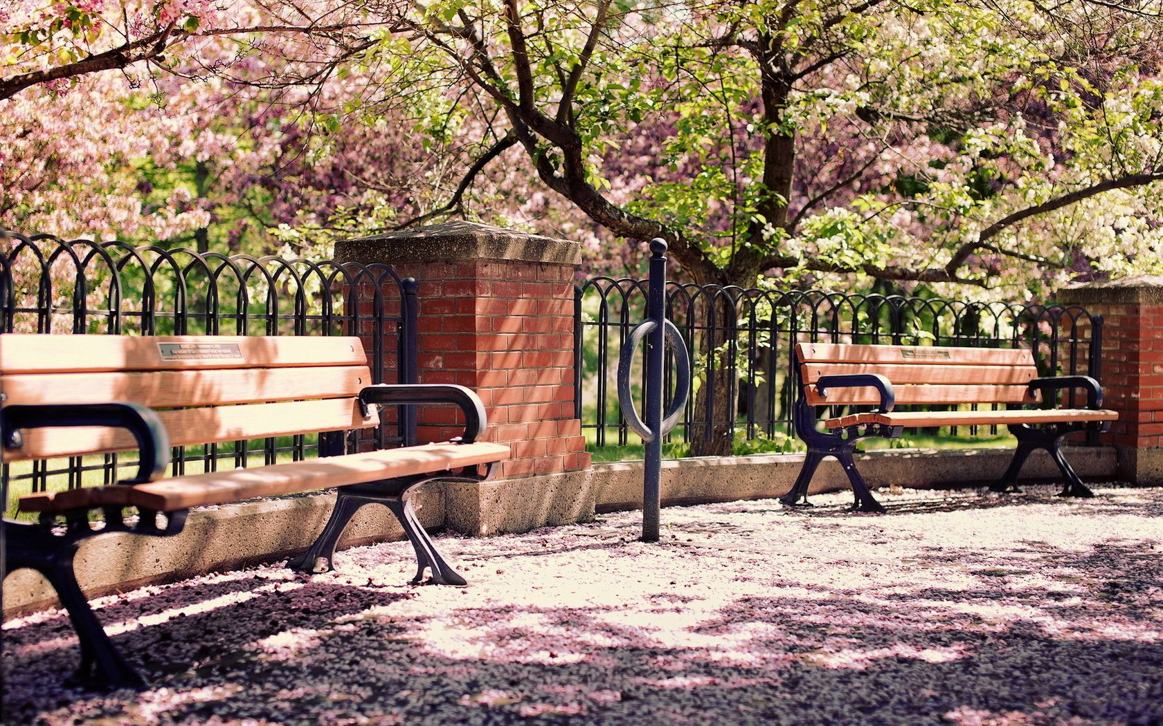 Wallpaper park, bench, garden, lilac, tree desktop wallpaper