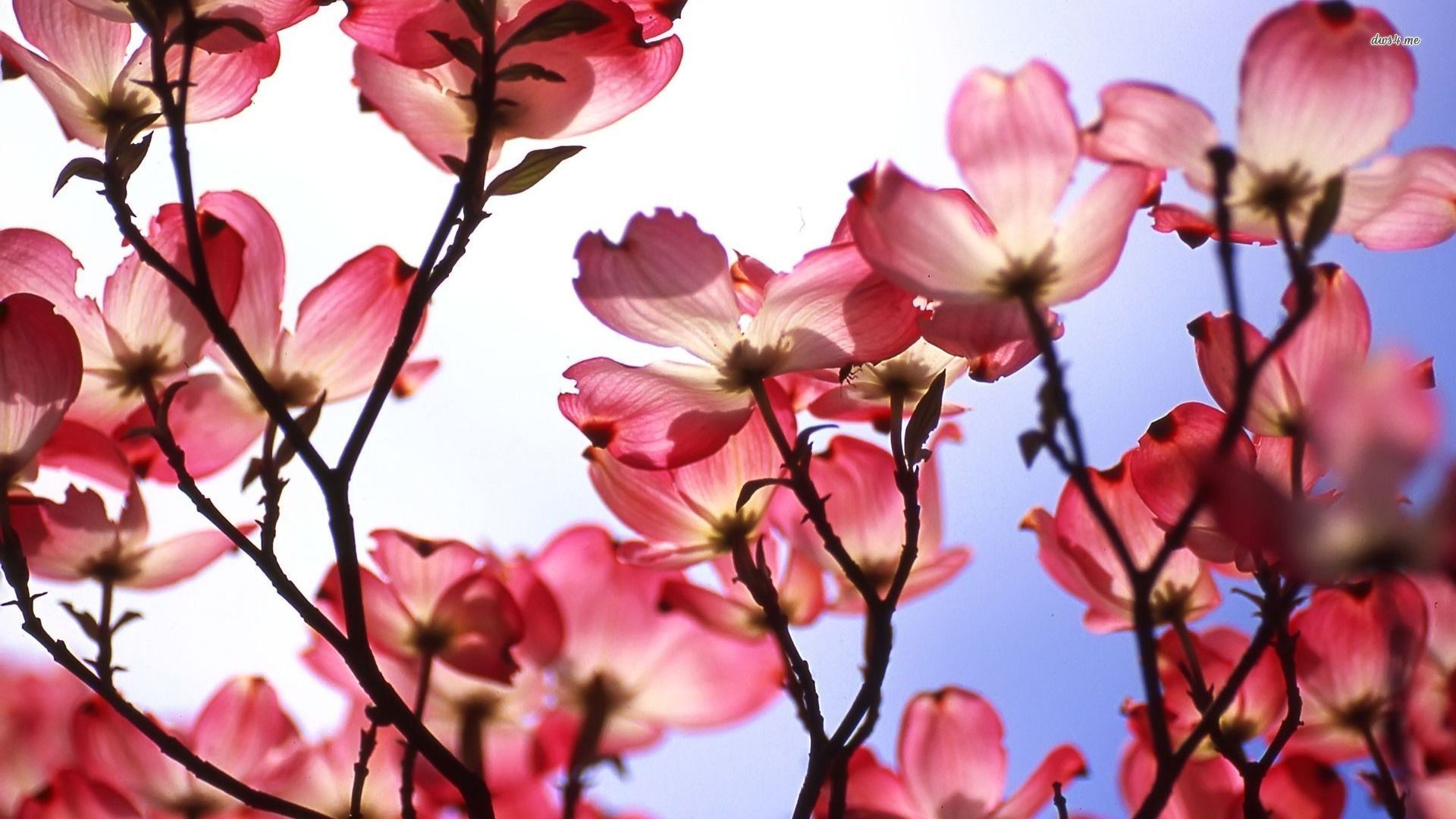 Pink Magnolia Wallpapers Wallpaper Cave