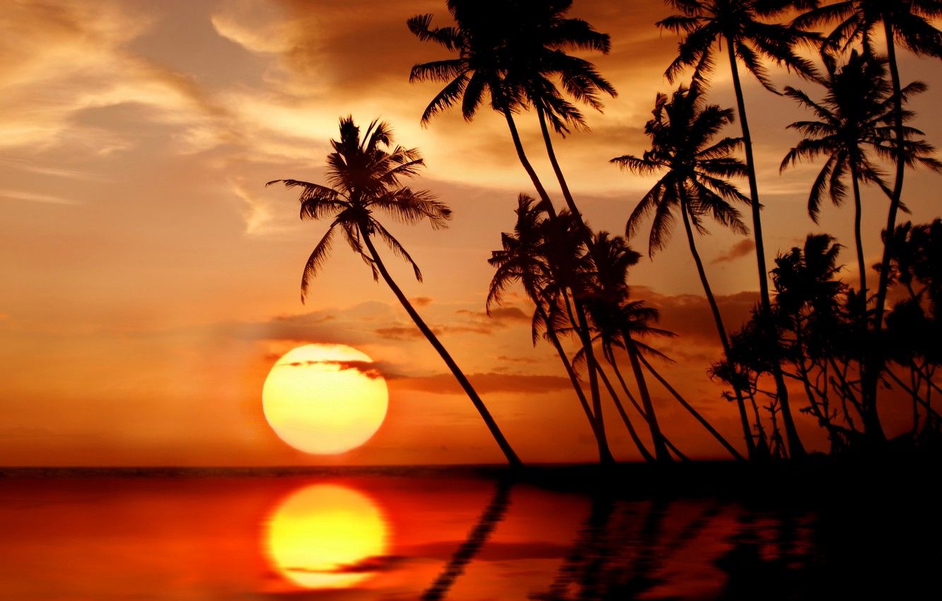 Wallpaper sea, beach, the sun, sunset, tropics, palm trees, beach