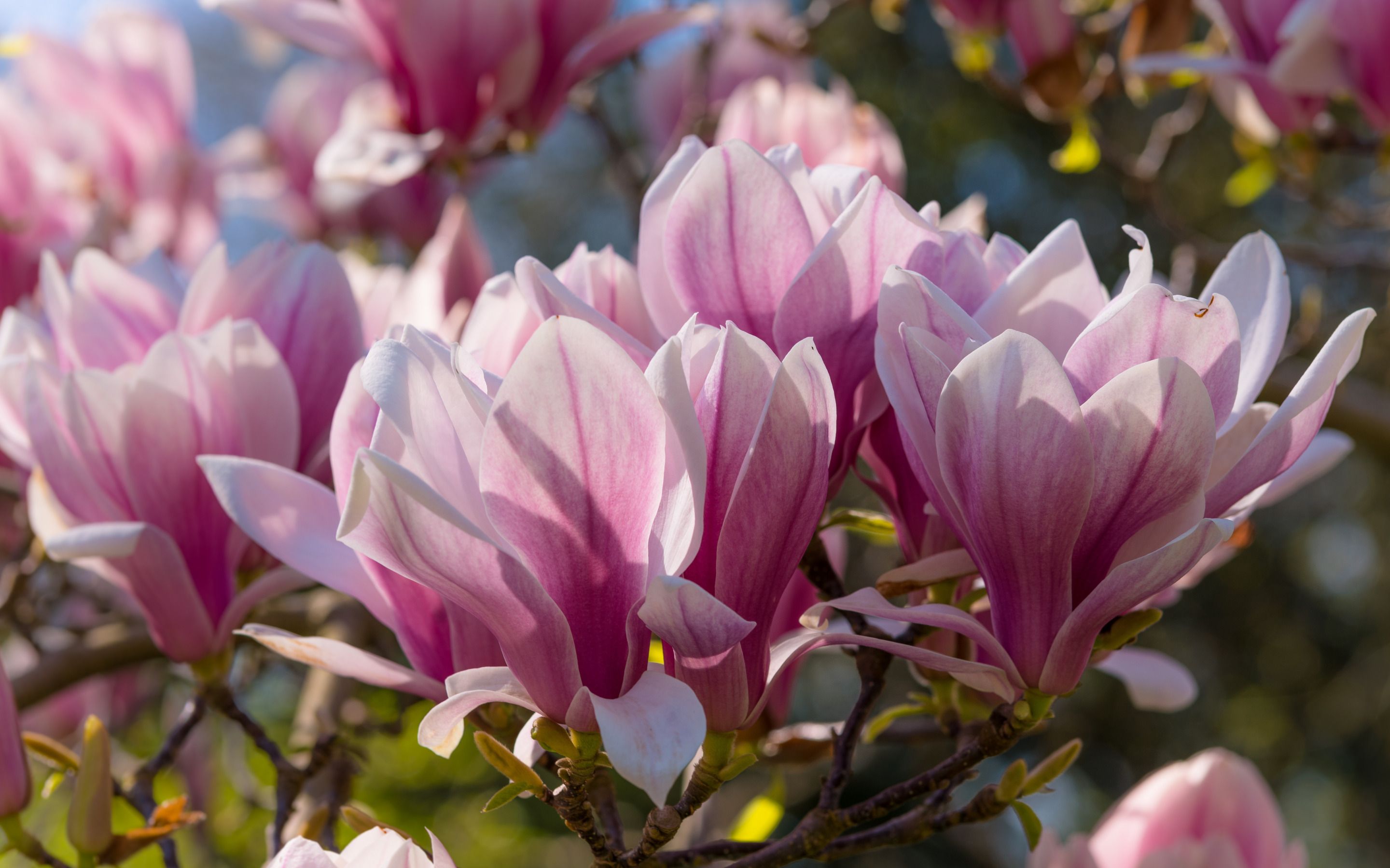 Download wallpaper magnolia, pink spring flowers, spring