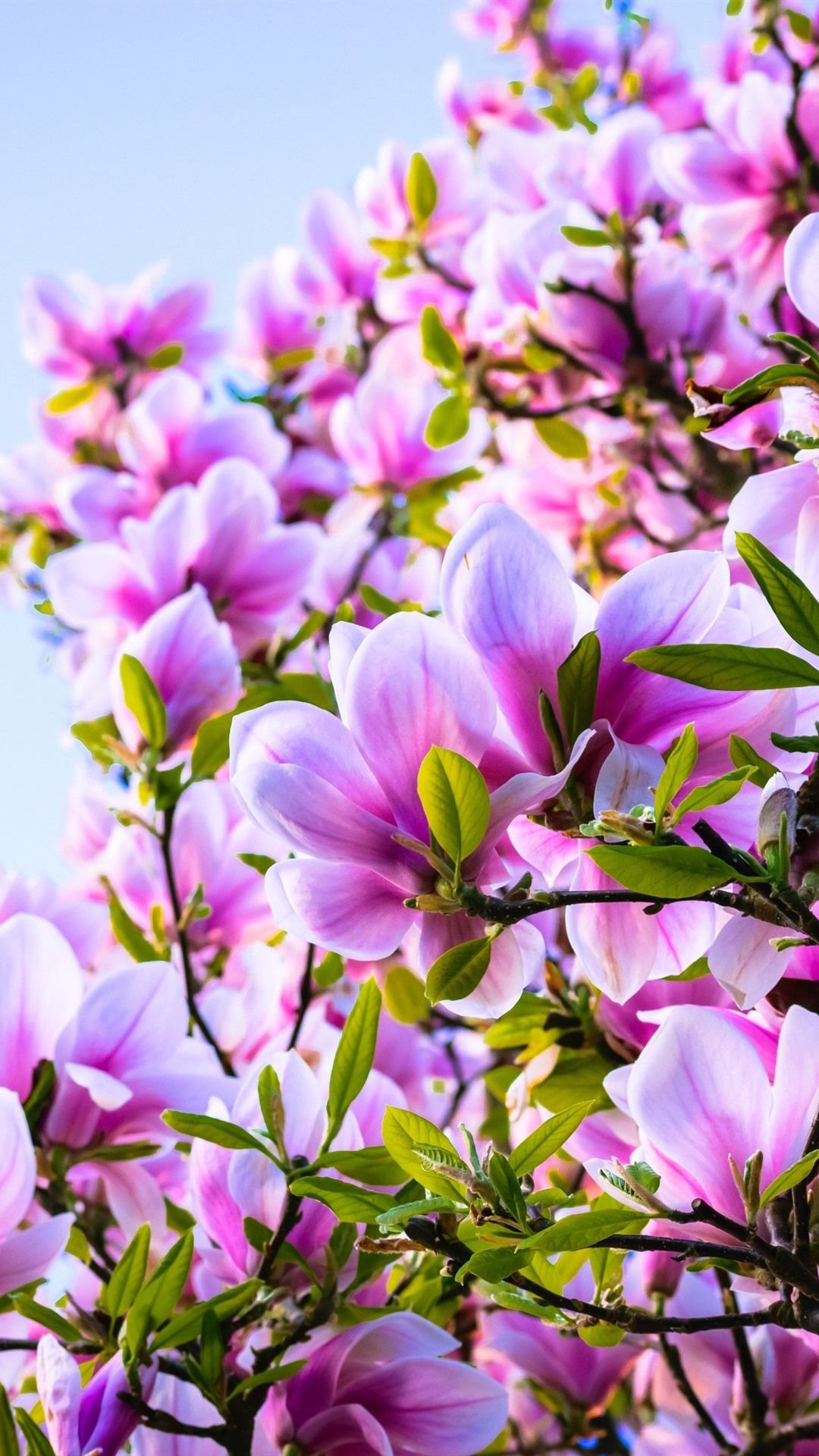 Pink Magnolia Wallpapers - Wallpaper Cave