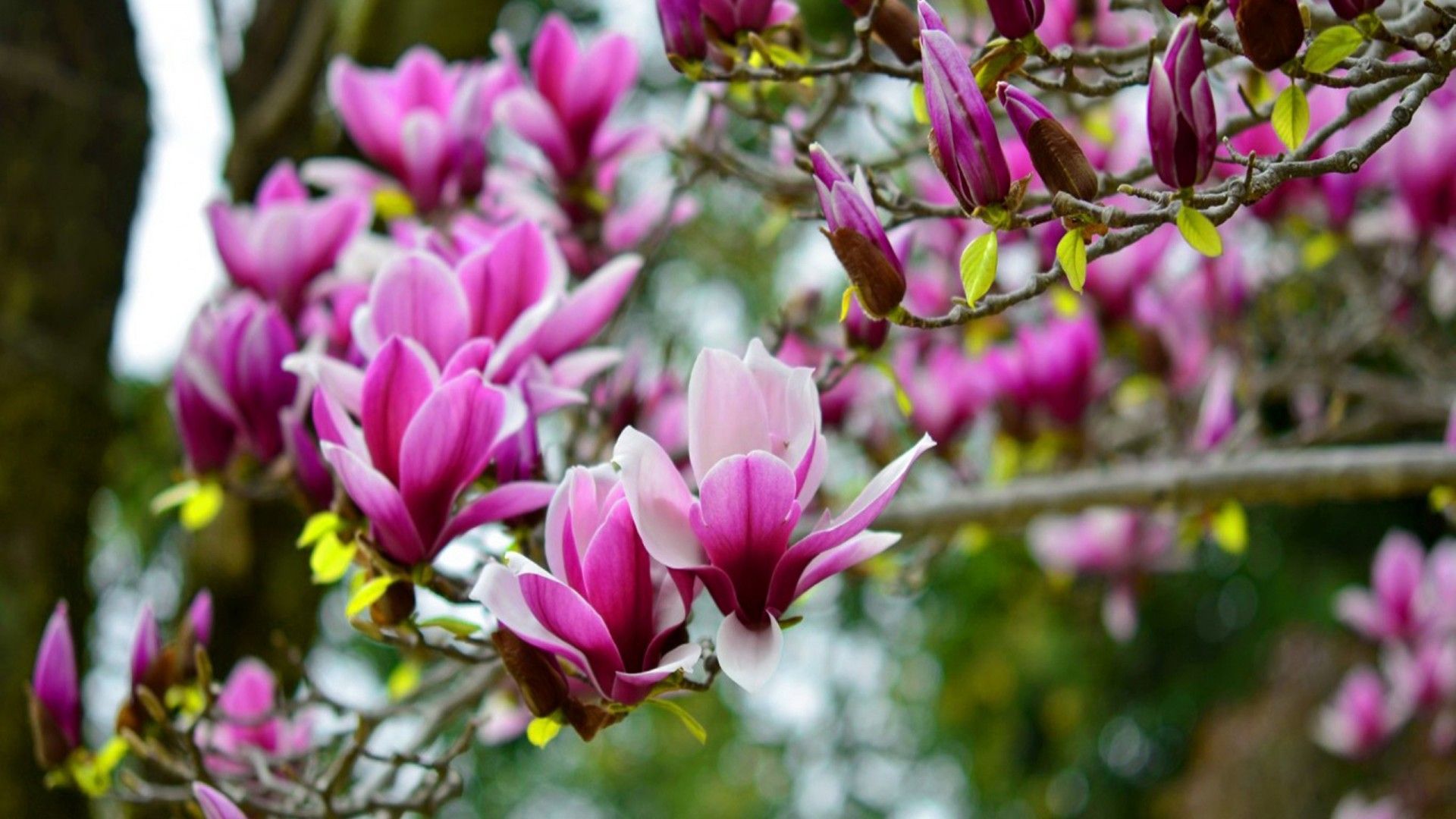 Pink Magnolia Wallpapers - Wallpaper Cave