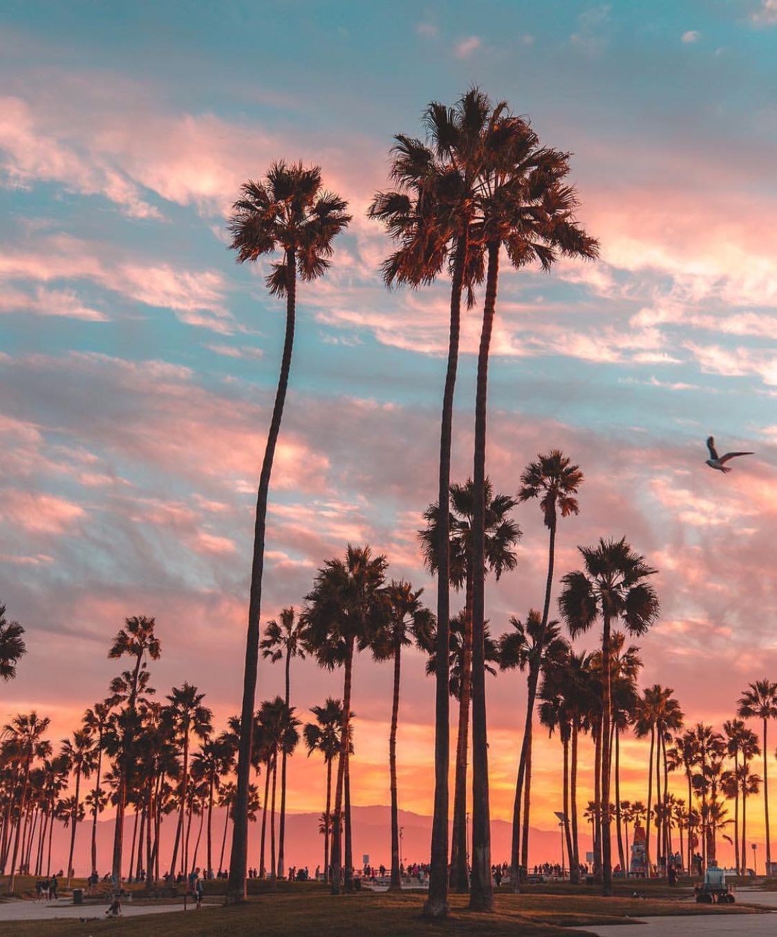 Palm Trees Sunset Nature iPhone in 2019 Tree California Palm Trees Sunset  HD phone wallpaper  Pxfuel