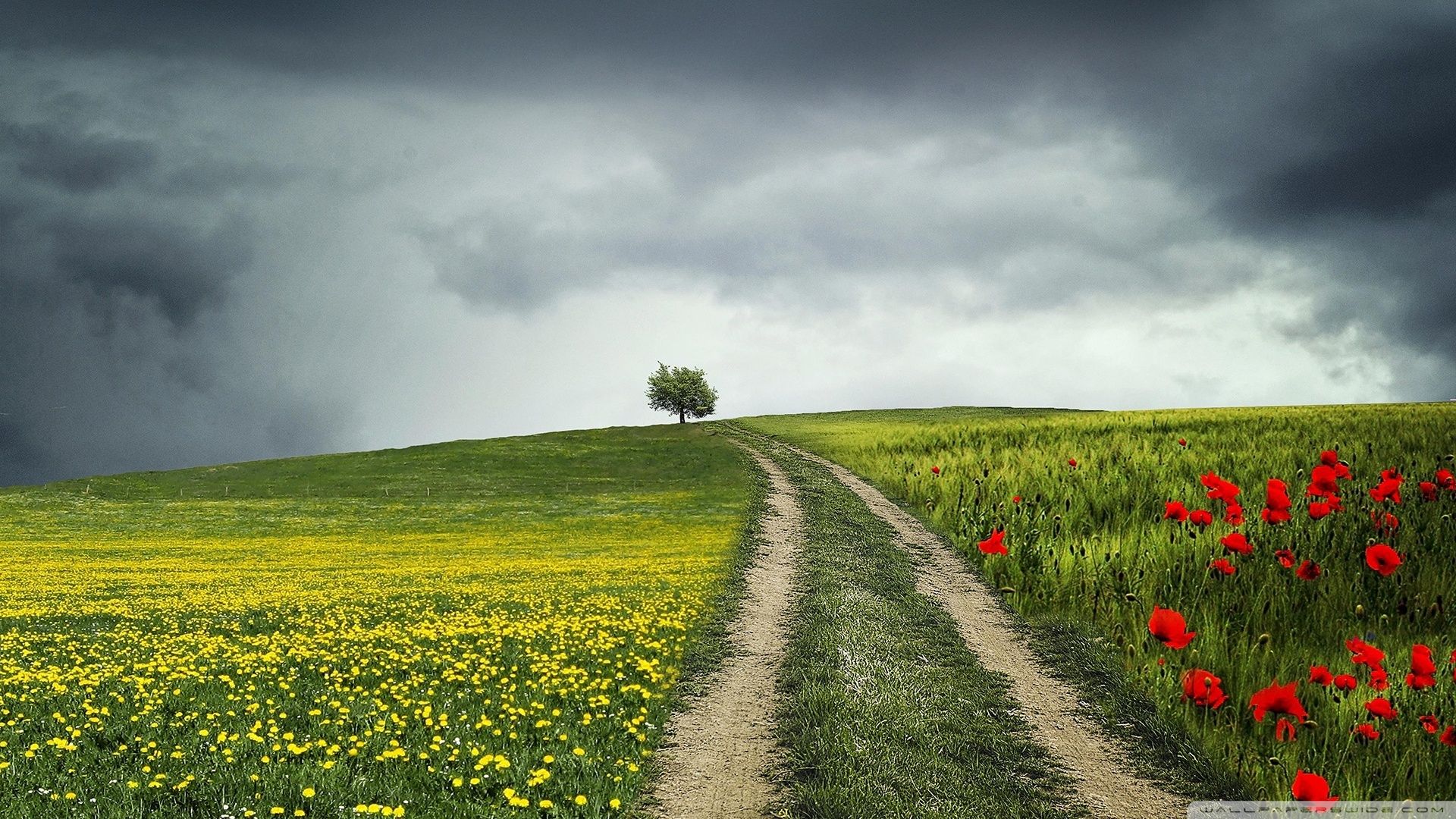 Country Road, Summer Ultra HD Desktop Background Wallpaper for 4K