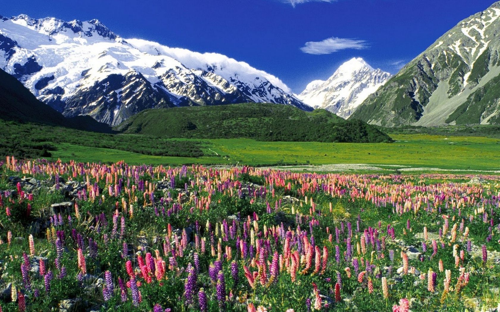 Free download Meadow Spring Wallpaper 1920x1080 Meadow Spring New