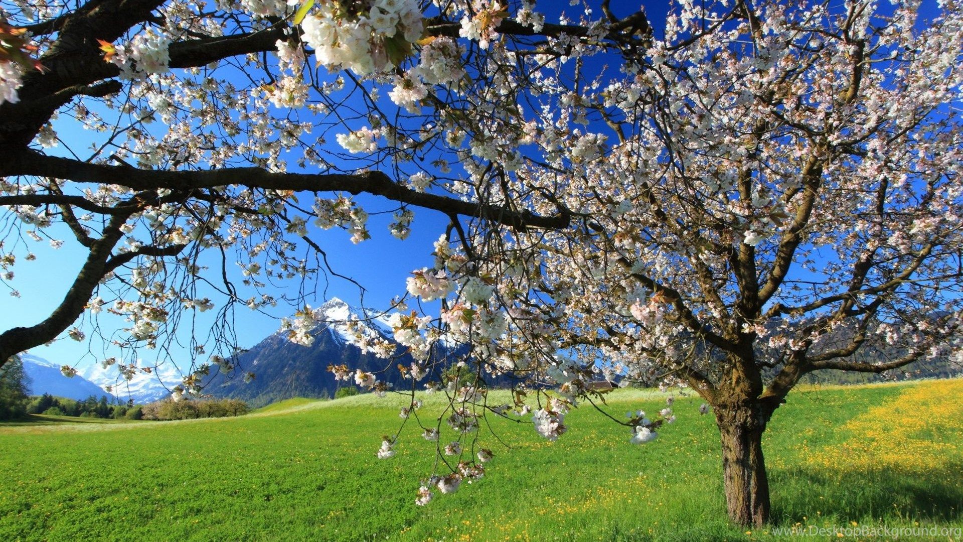 Beautiful Spring Landscape Wallpaper Designs 16665 Amazing