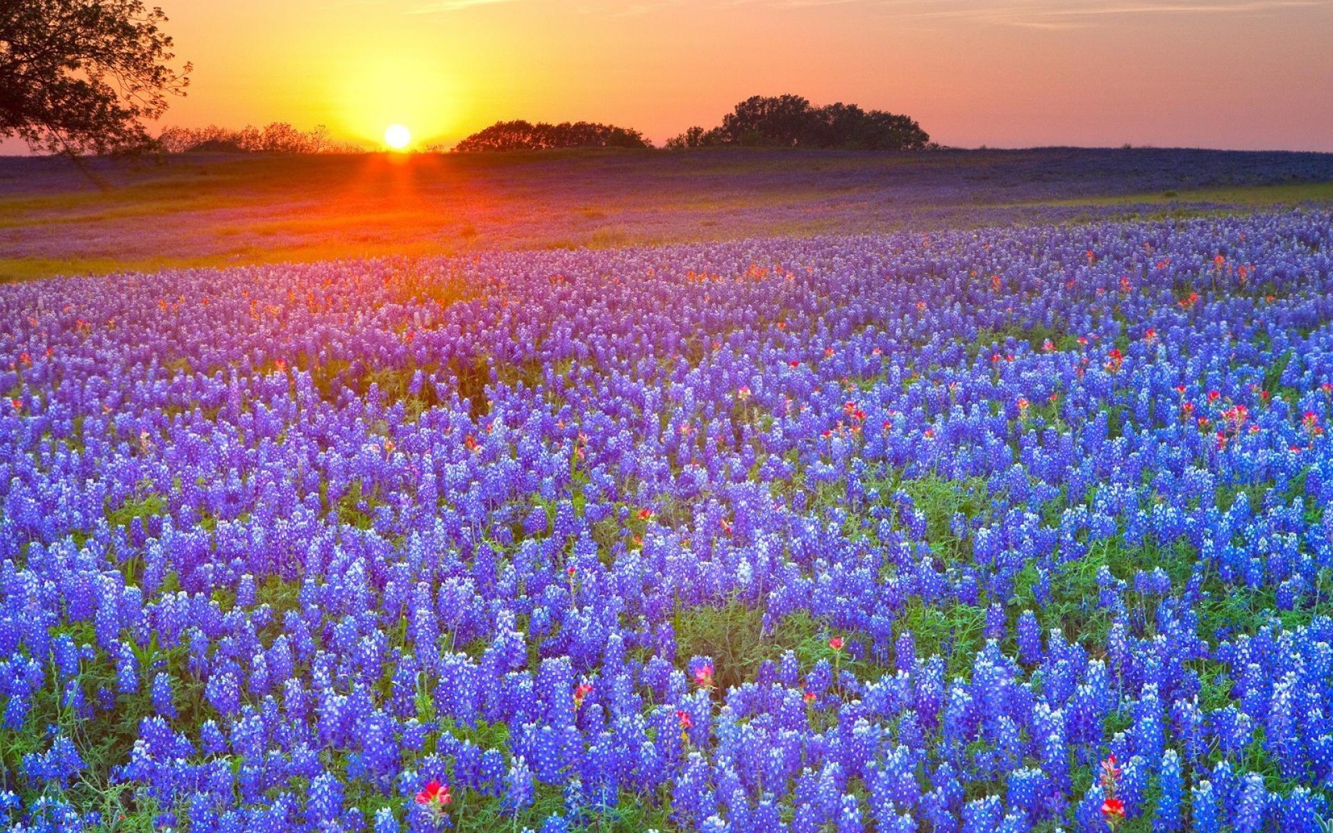 Free download Landscapes nature country texas meadows blue flowers